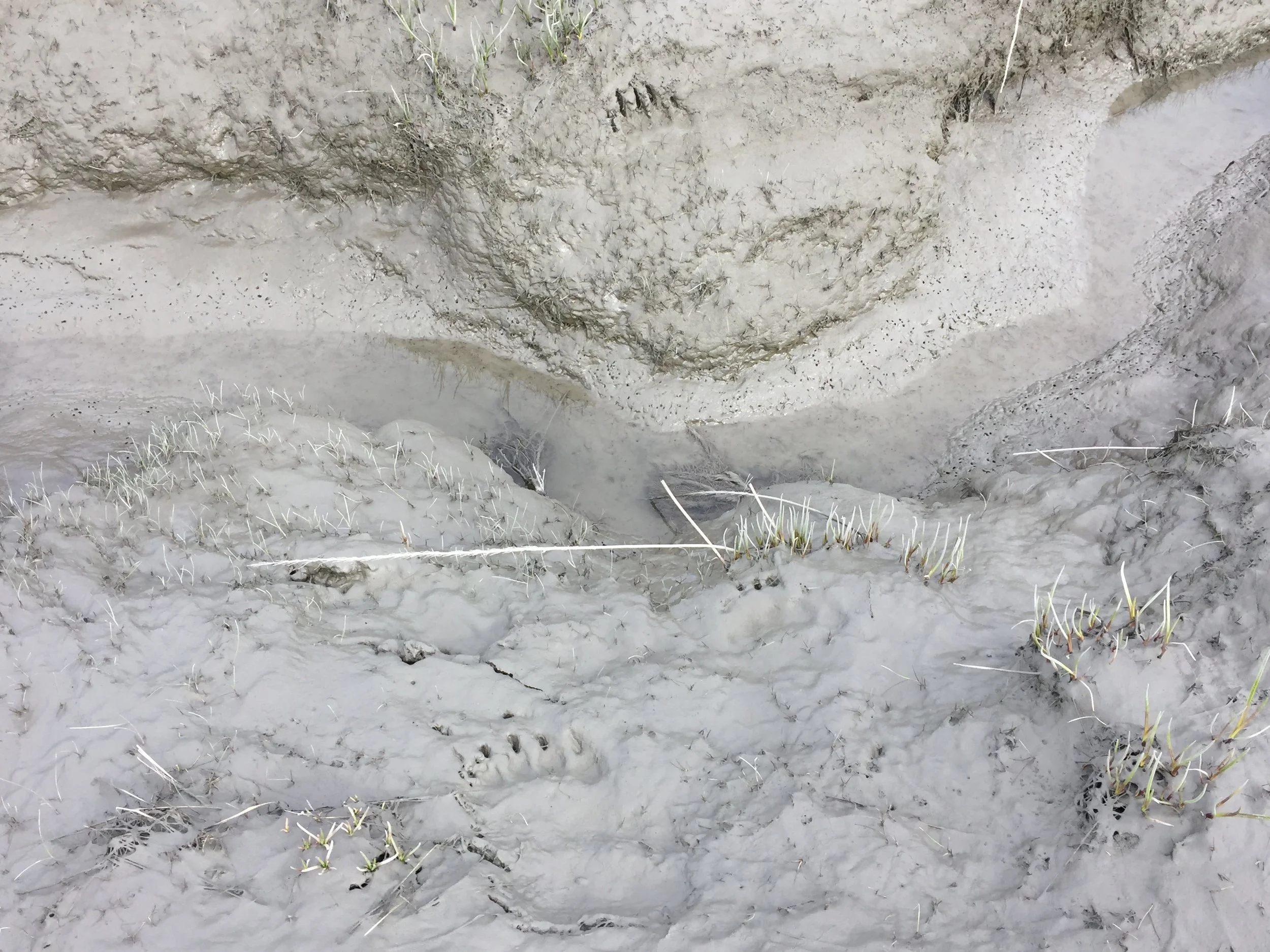 Bear tracks crossing a tidal gut near Burnt Island