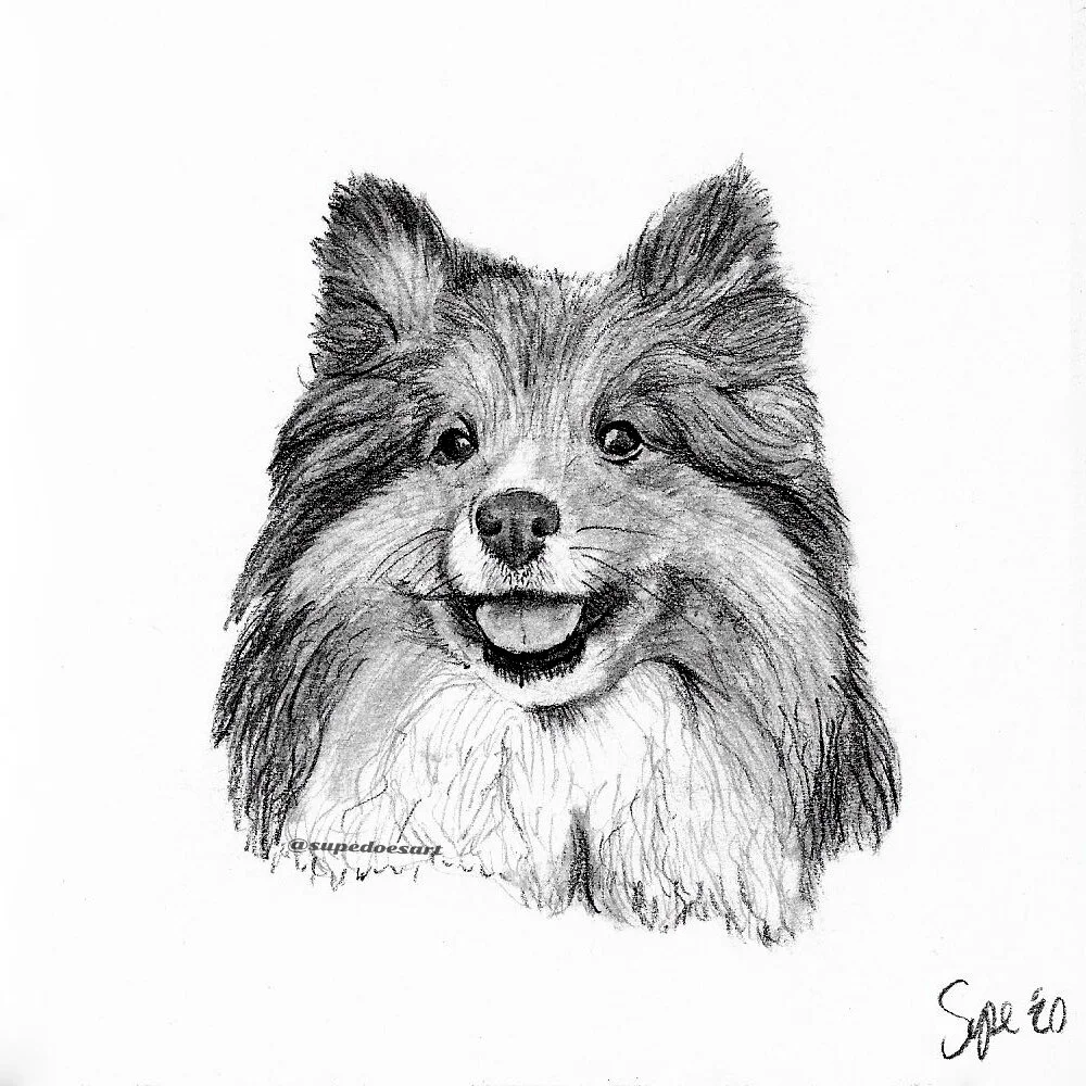 Mabel the Sheltie
