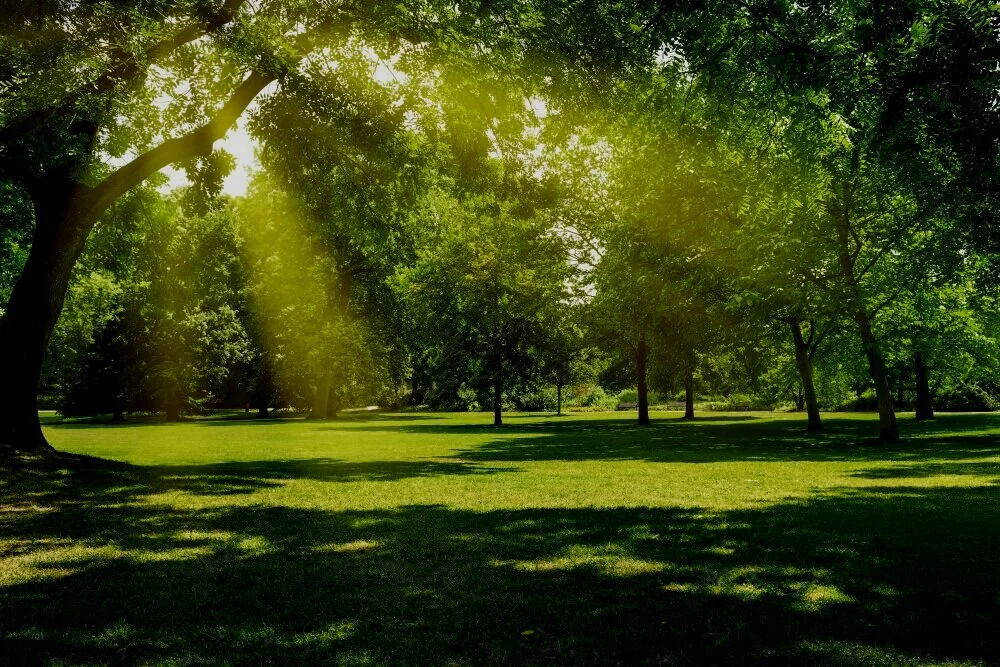 tree.jpg