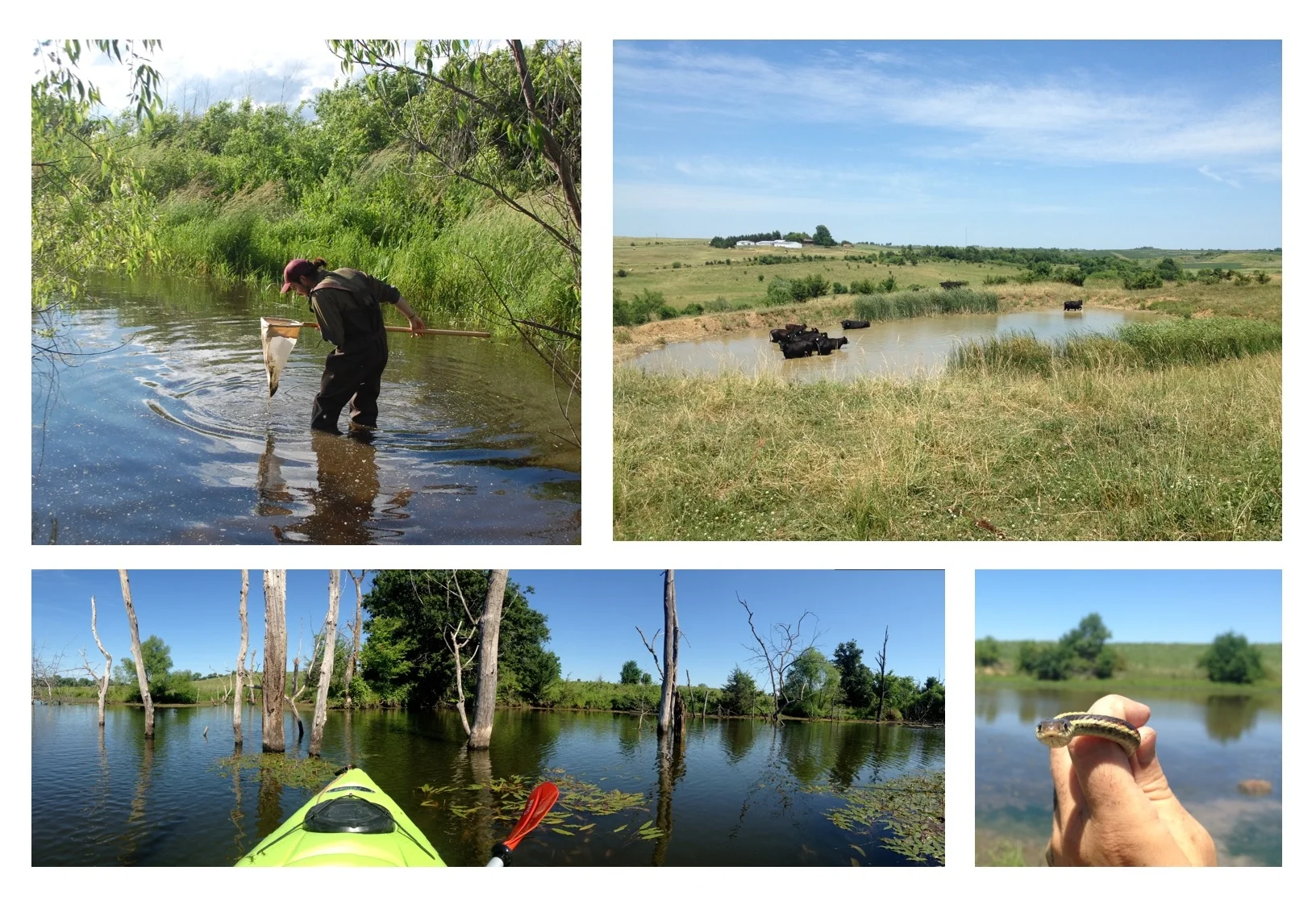 Clockwise, from top left: Timothy dipnet sampling a small farm pond in 2016 (photo by Scott Nelson). A typical farm pond in Ringgold County, Iowa, with a small herd of cattle bathing in the pond. A gartsnake encountered at one of the farm ponds. A larger pond that was more easily traversed by kayak.