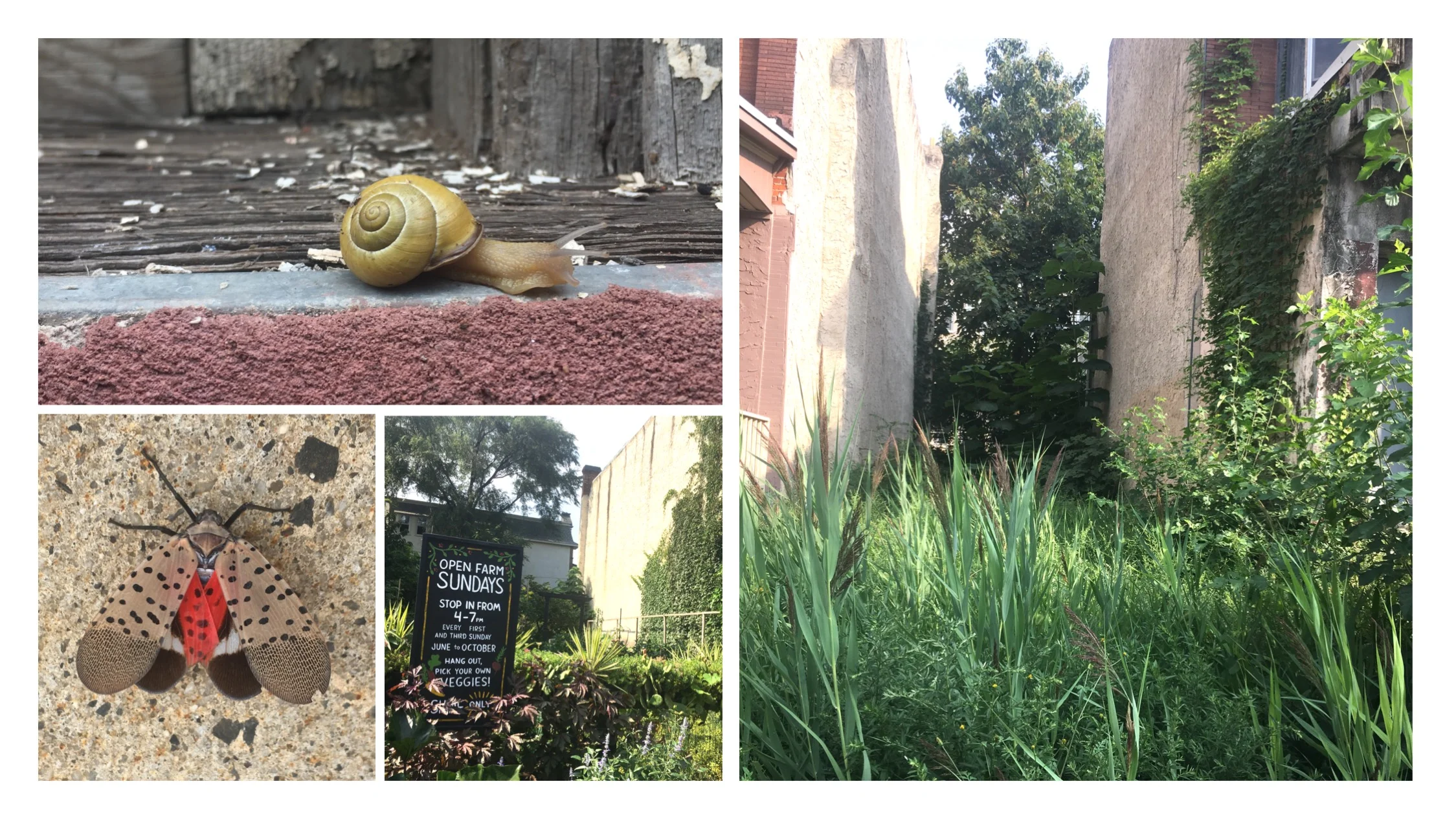Clockwise from top right: A garden snail found in a West Philly backyard. A vacant lot in Kingsessing, Philadelphia. A small organic urban farm nestled between residences on Chester Avenue. The invasive planthopper, the spotted lanternfly ( Lycorma delicatula ) at an outlet shopping mall in the Philly suburbs.