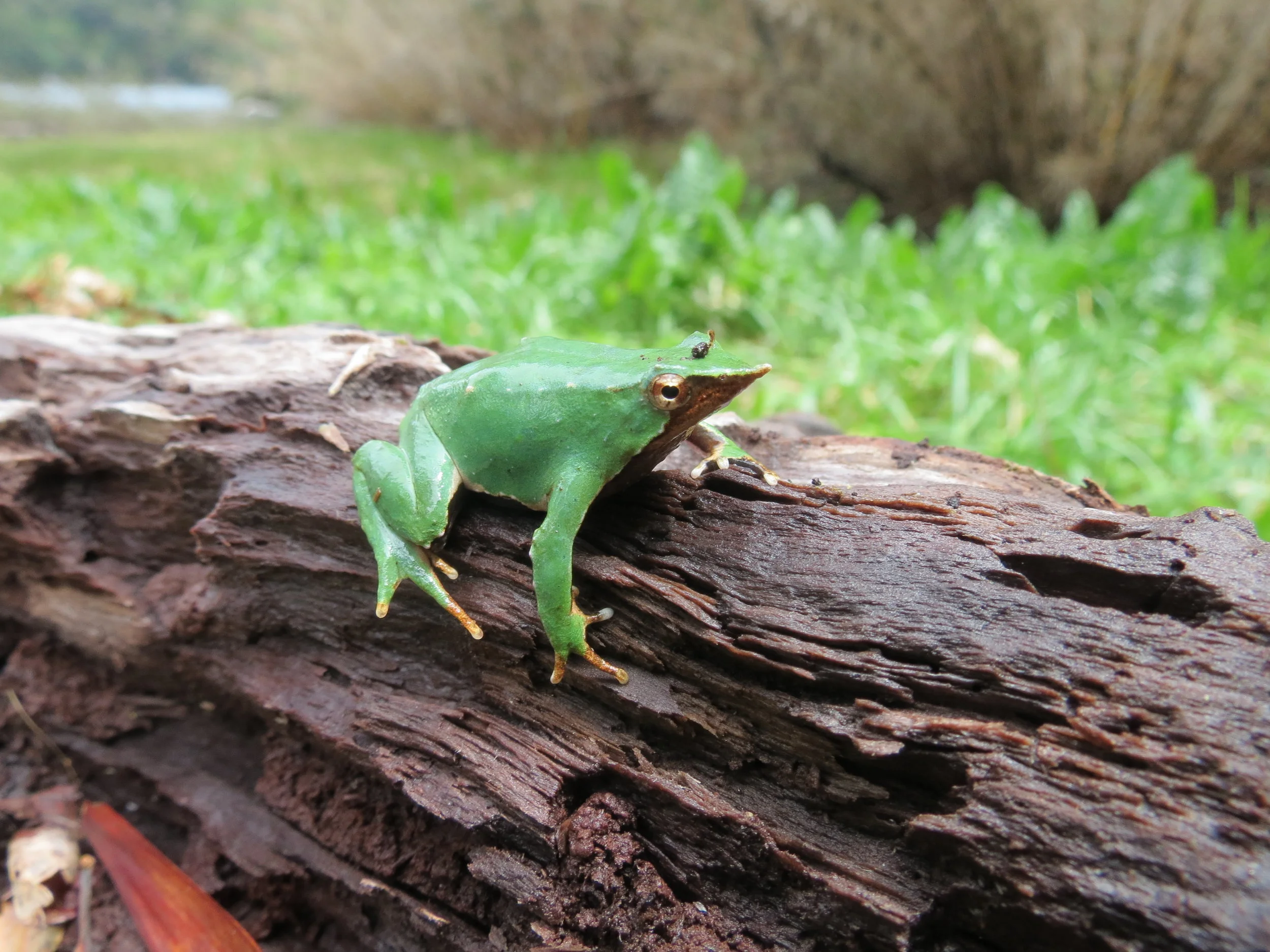 Rhinoderma darwinii.jpg