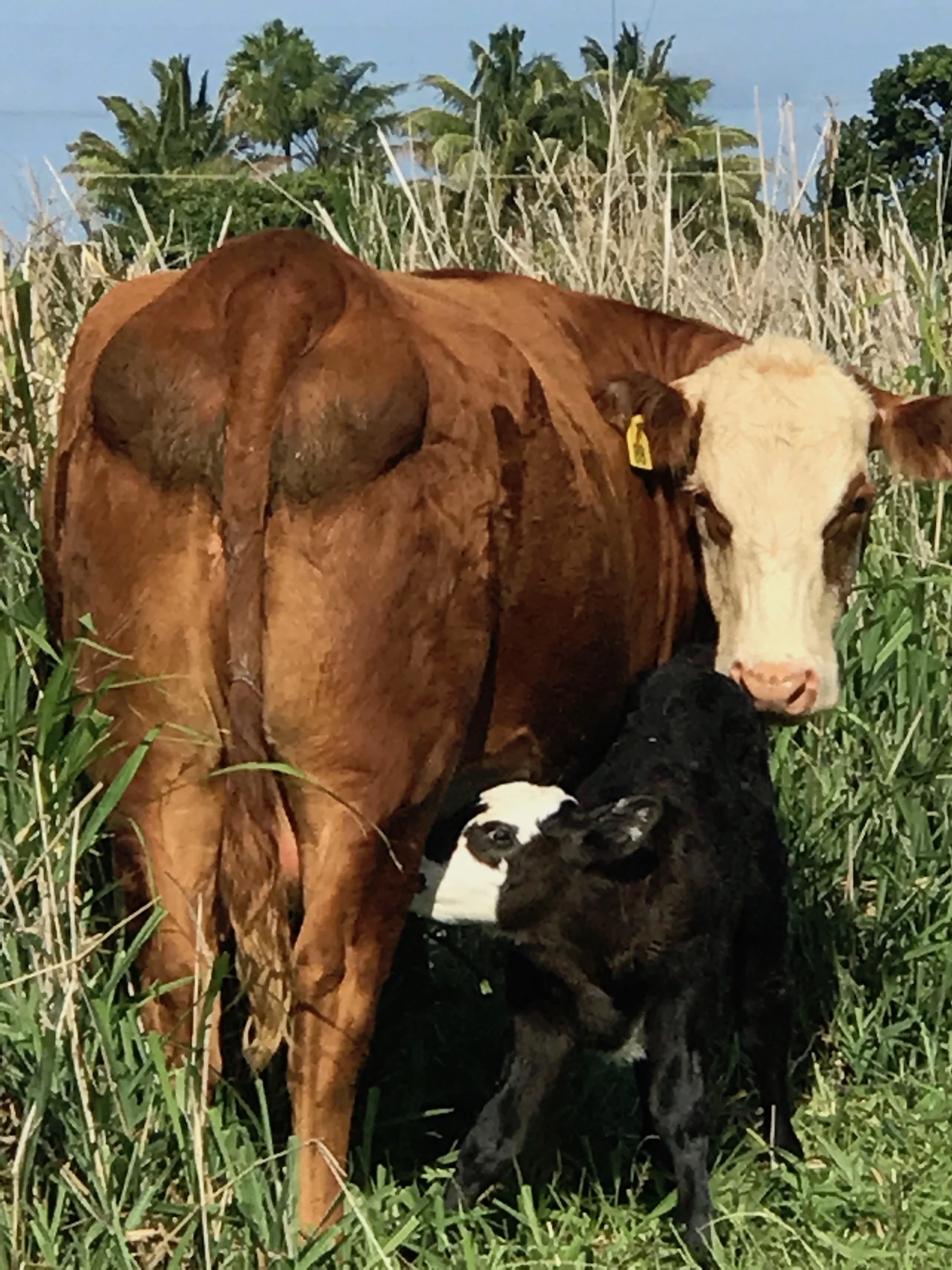 New Calves On The Farm!