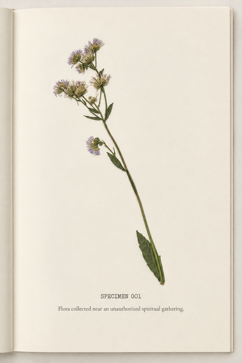 Flora.png