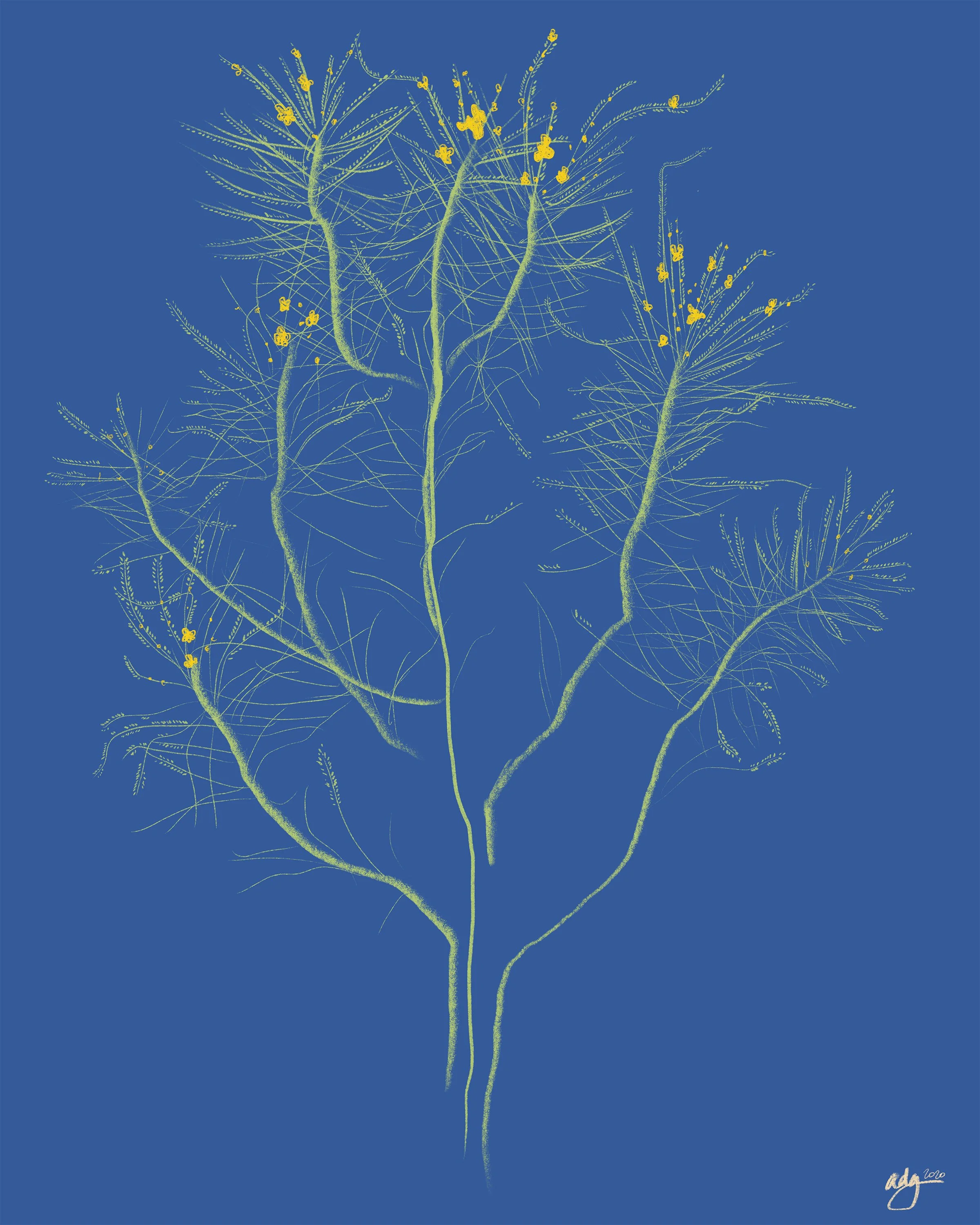 Palo Verde Giclée Print