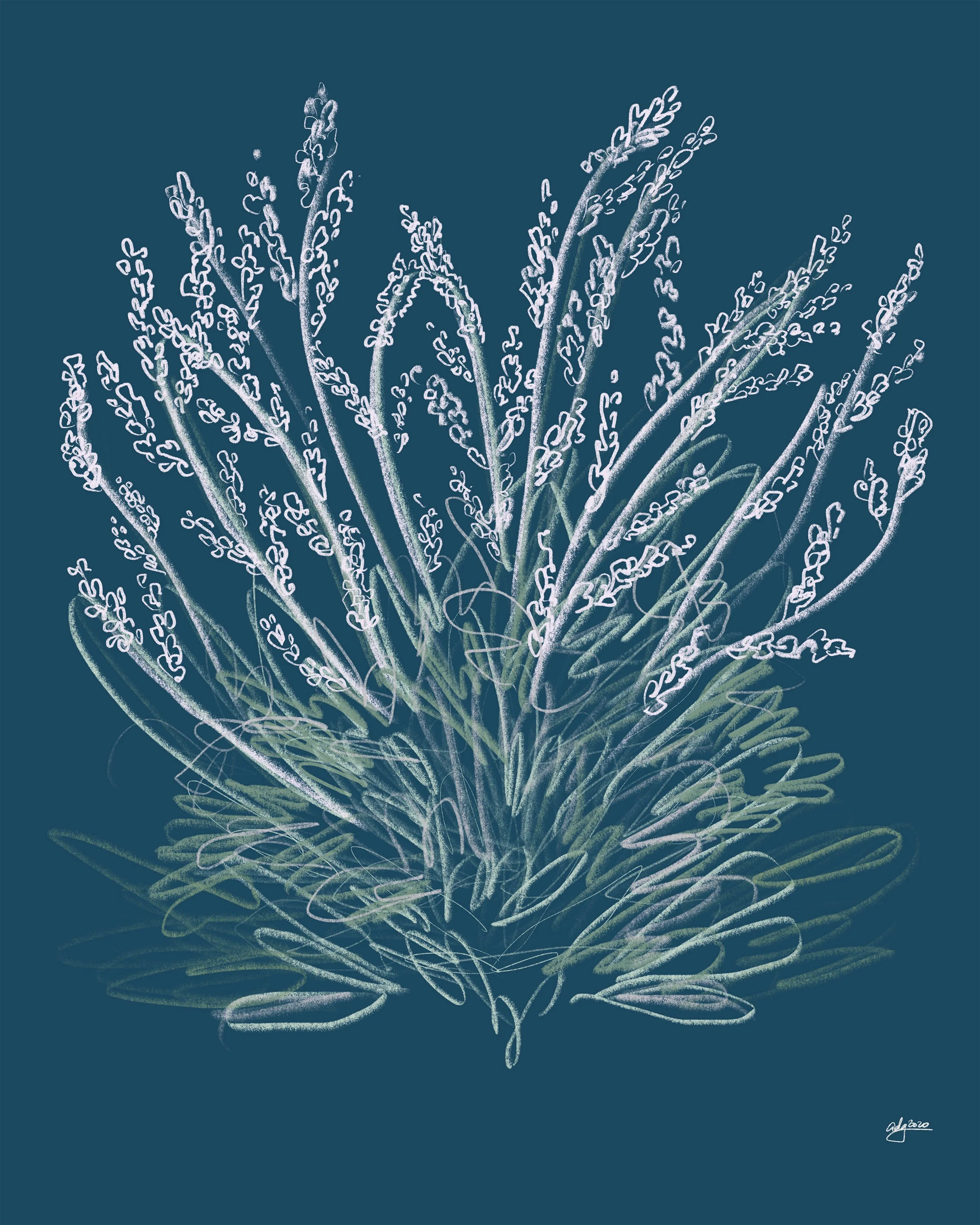 White Sage Giclée Print