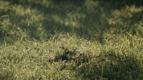 Sprinkler_Thumb1.gif