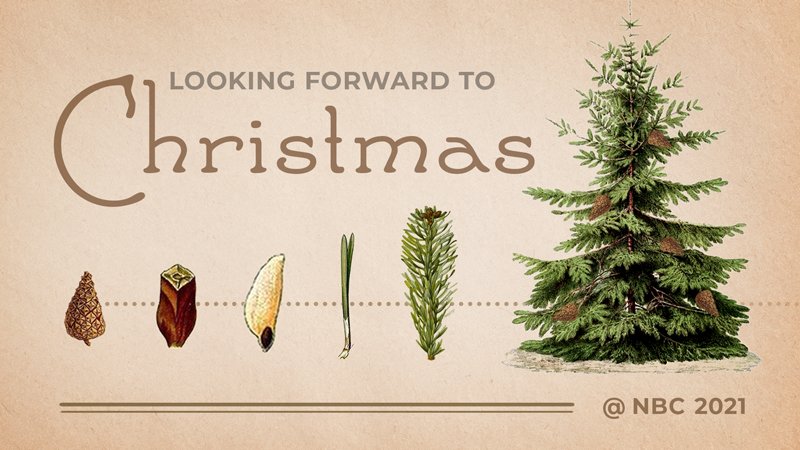 Christmas Series: Looking at the Purpose
