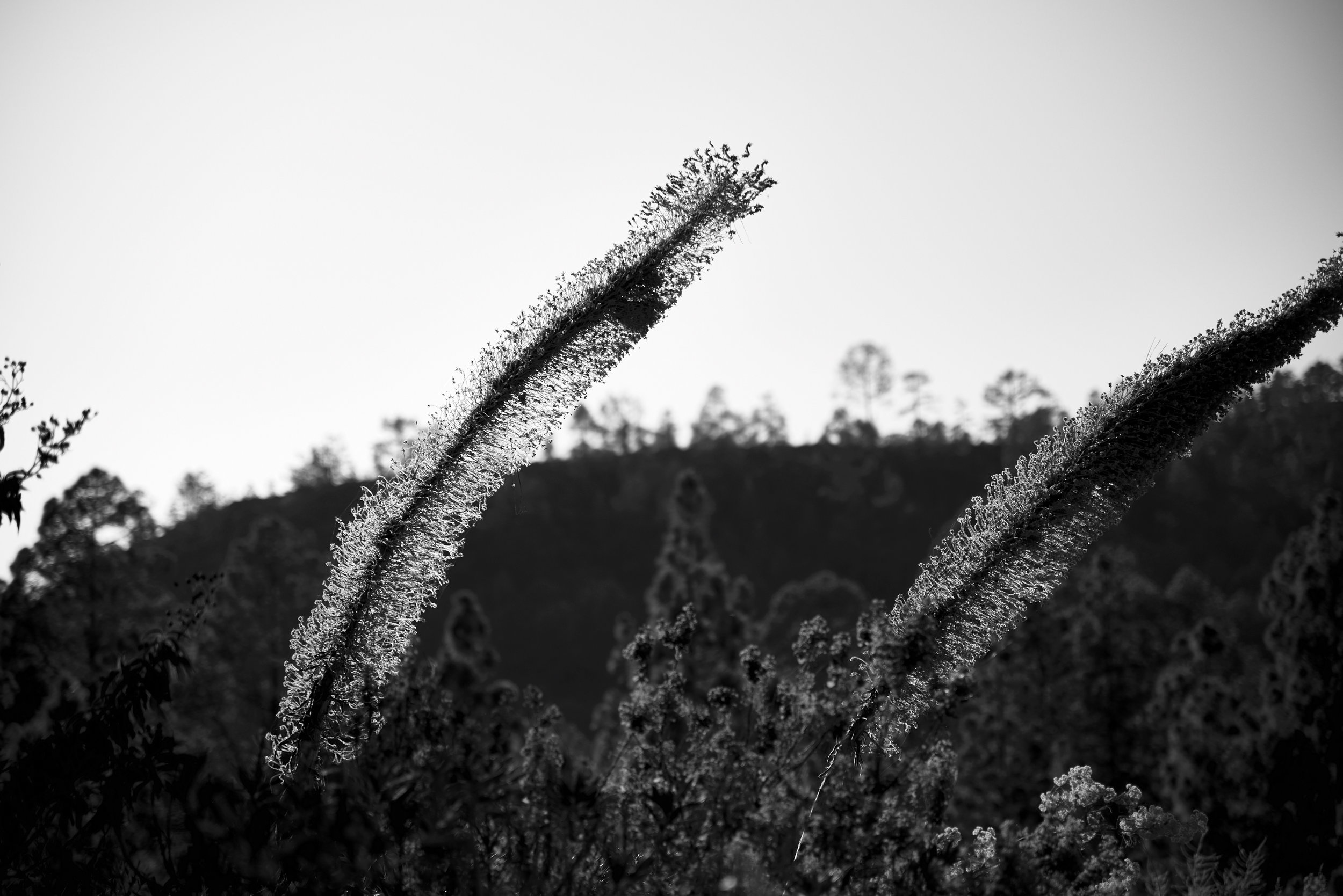 Untitled, Tenerife, 2016