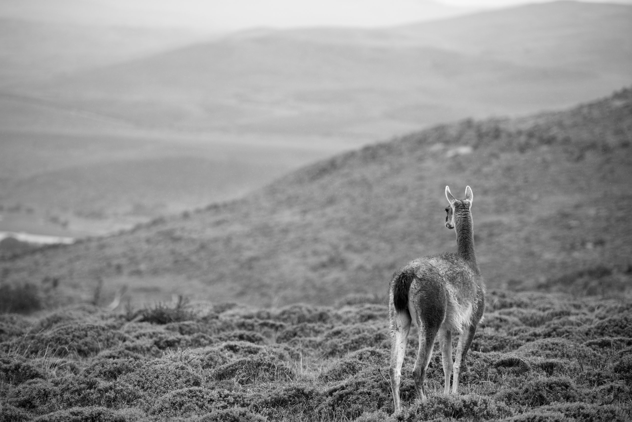 Guanaco XL, Torres del Paine, 2016