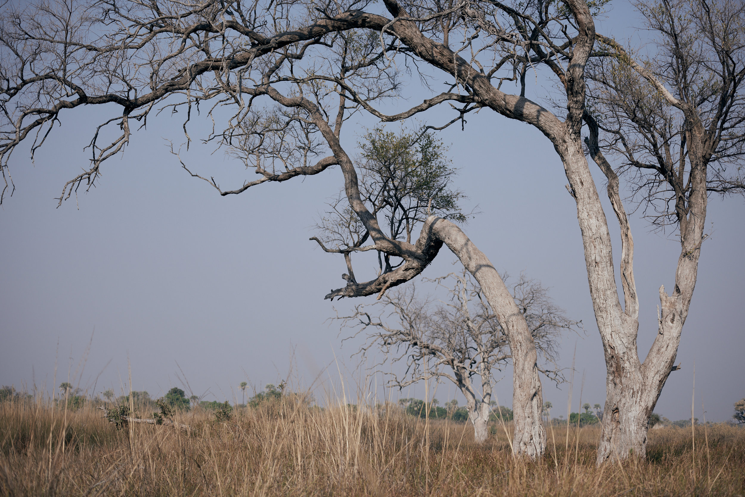 Untitled, Okovango Delta, 2017