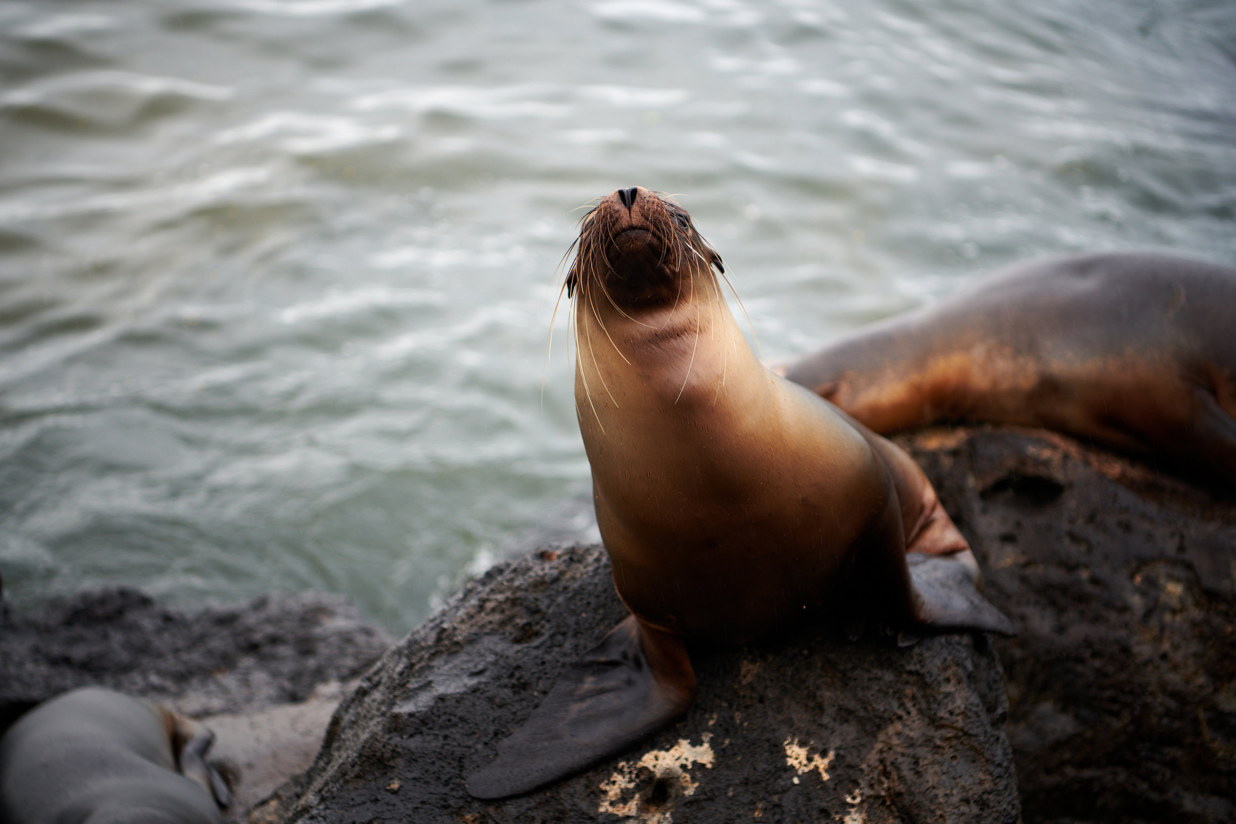 Untitled, Isla San Cristóbal, 2019