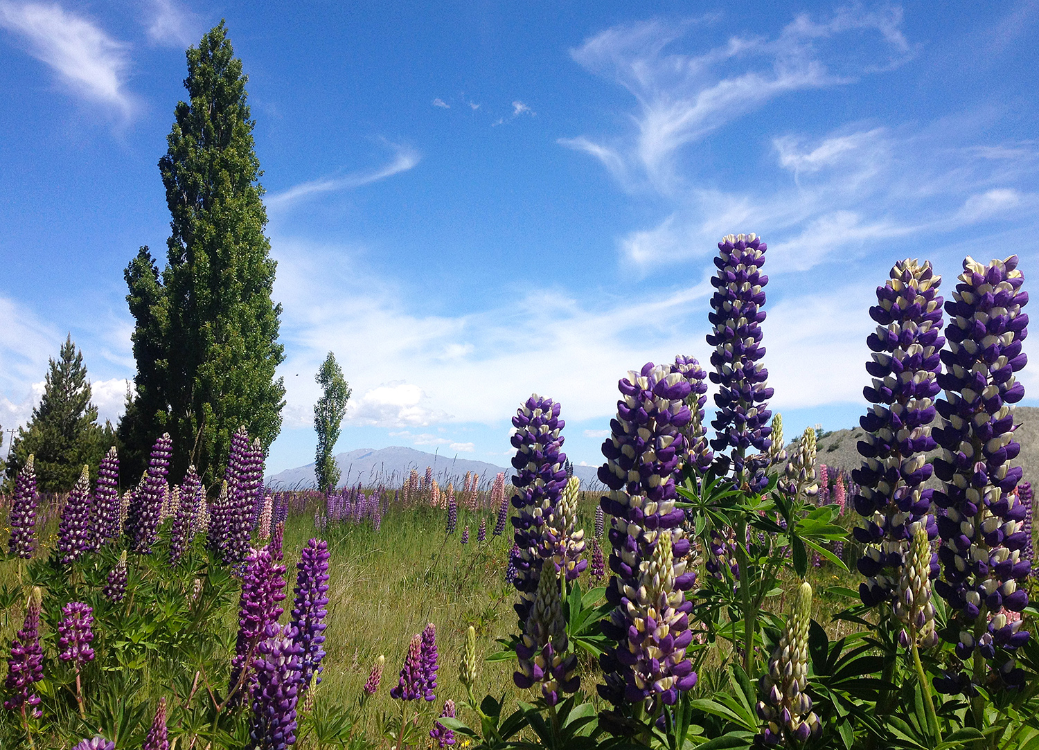 Lupine, New Zealand