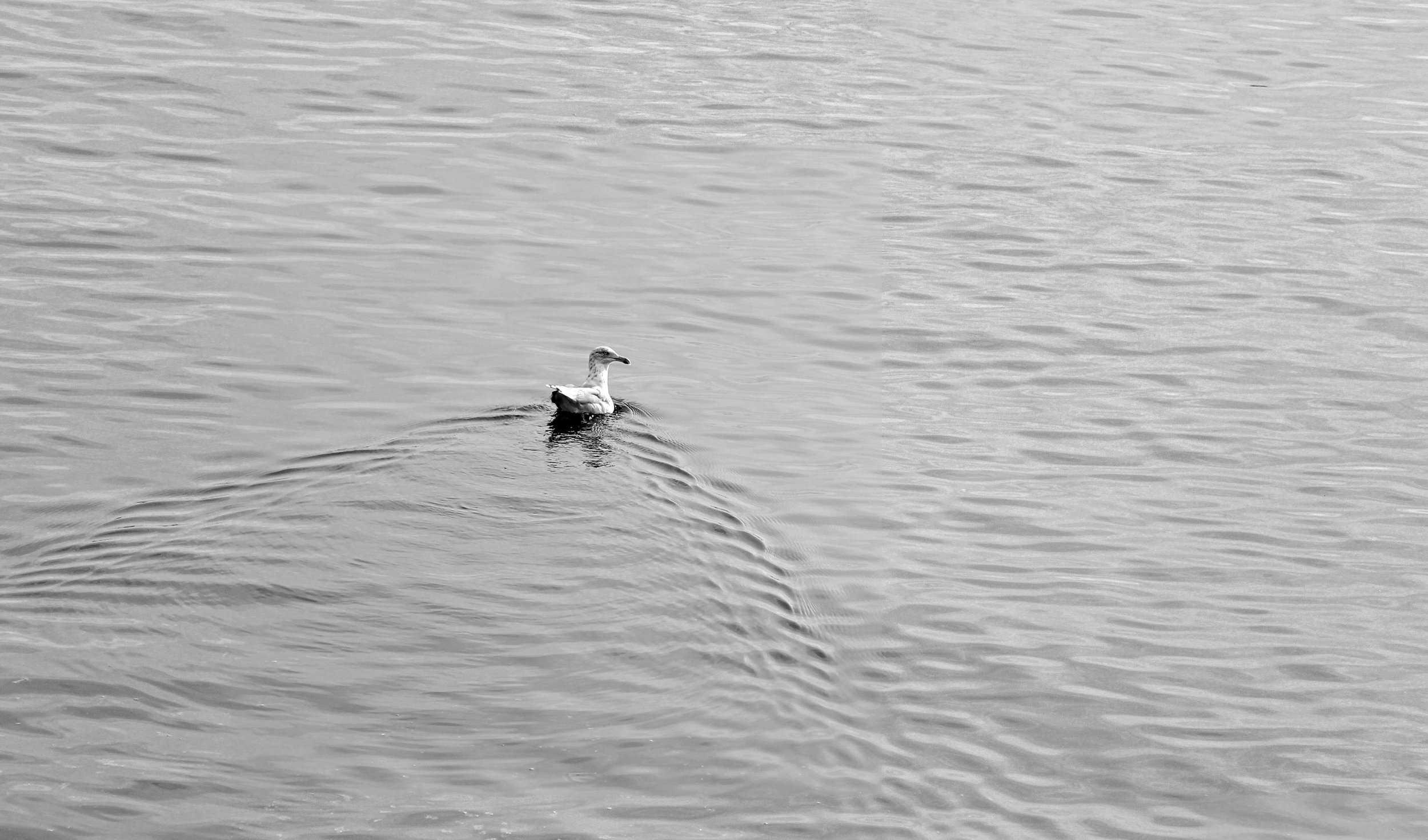 Gull, Nut Island