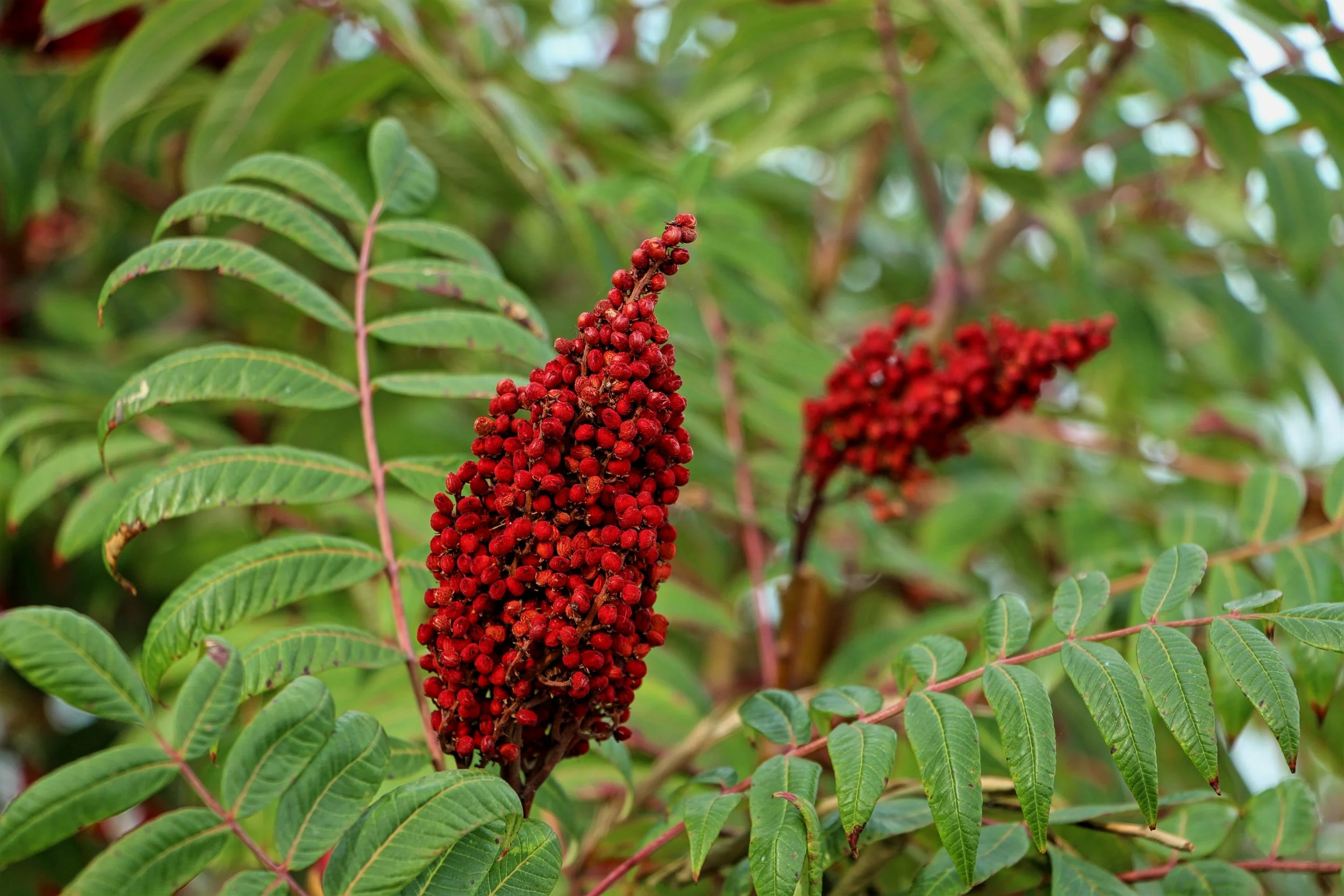 Sumac, Nut Island