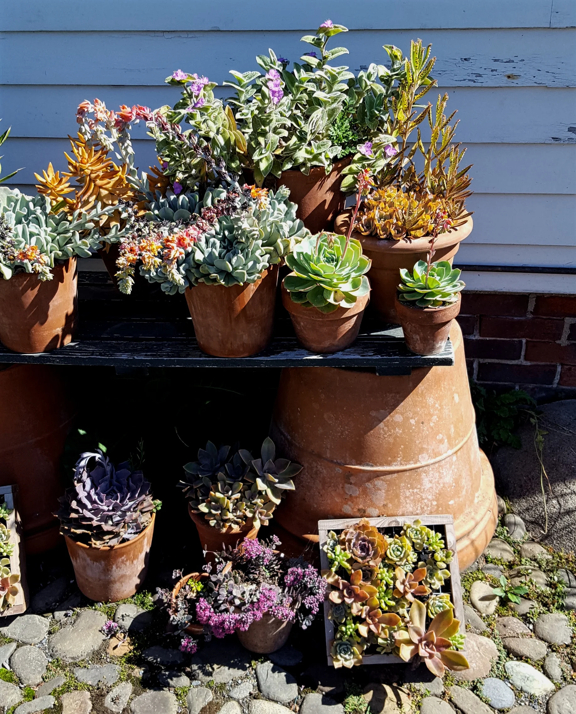 Succulents