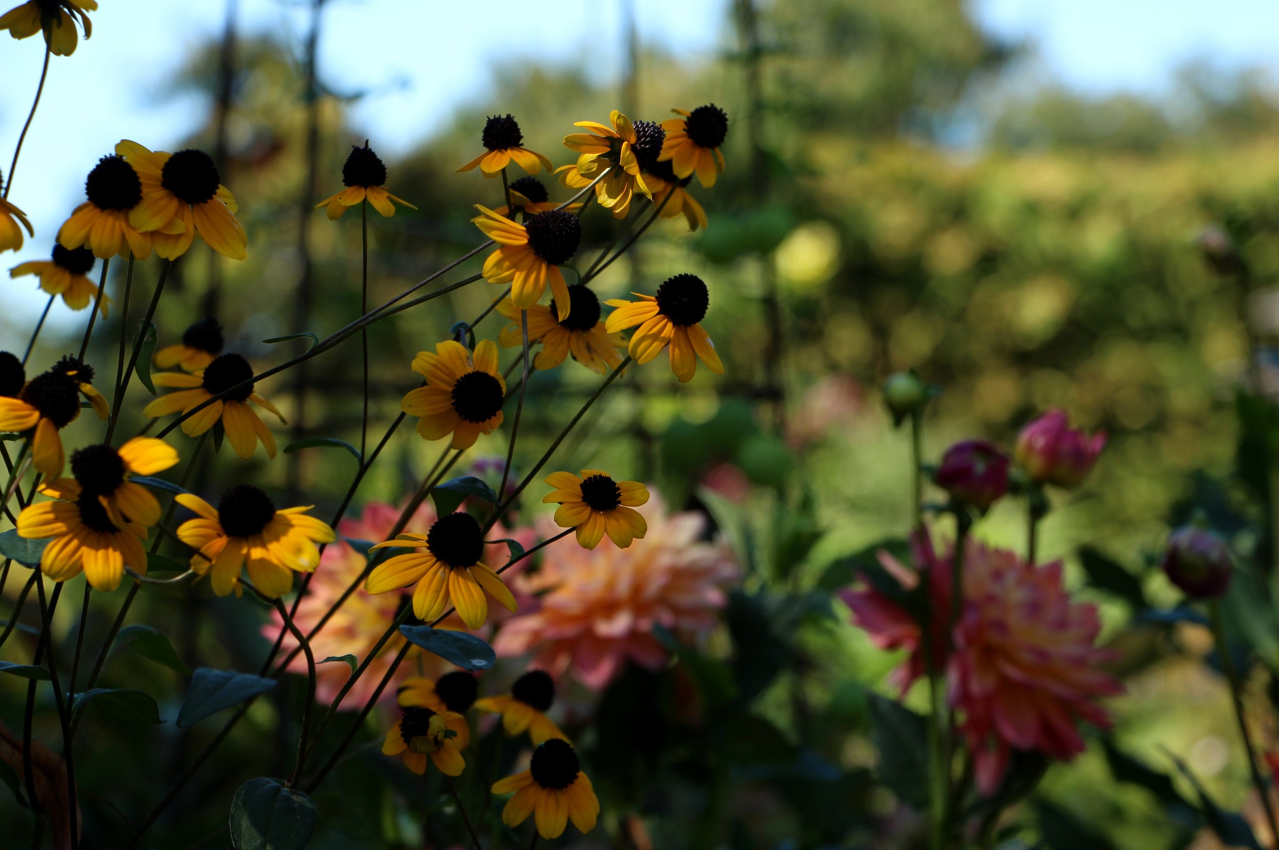 Idea Garden