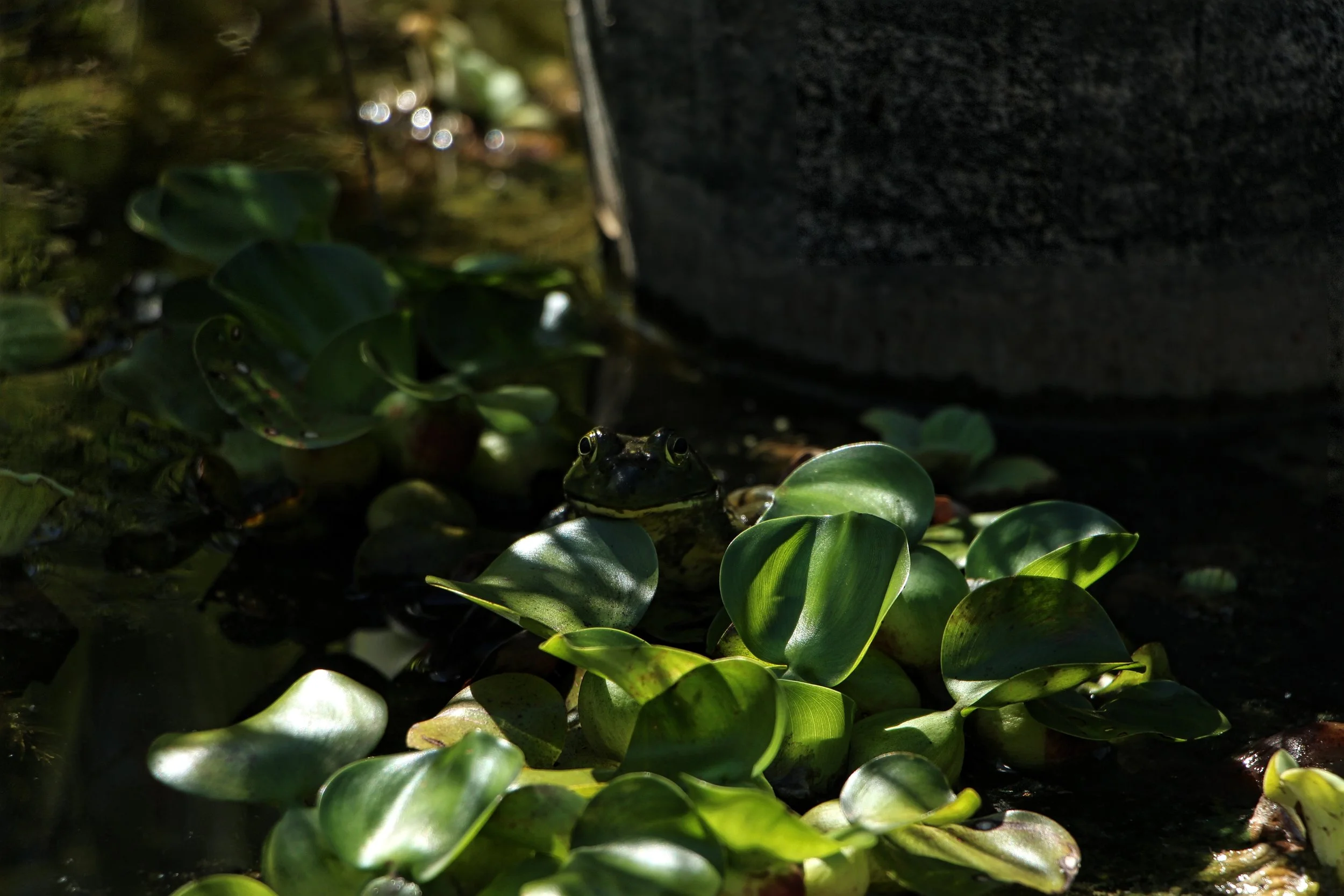 Frog on a Lily Pad
