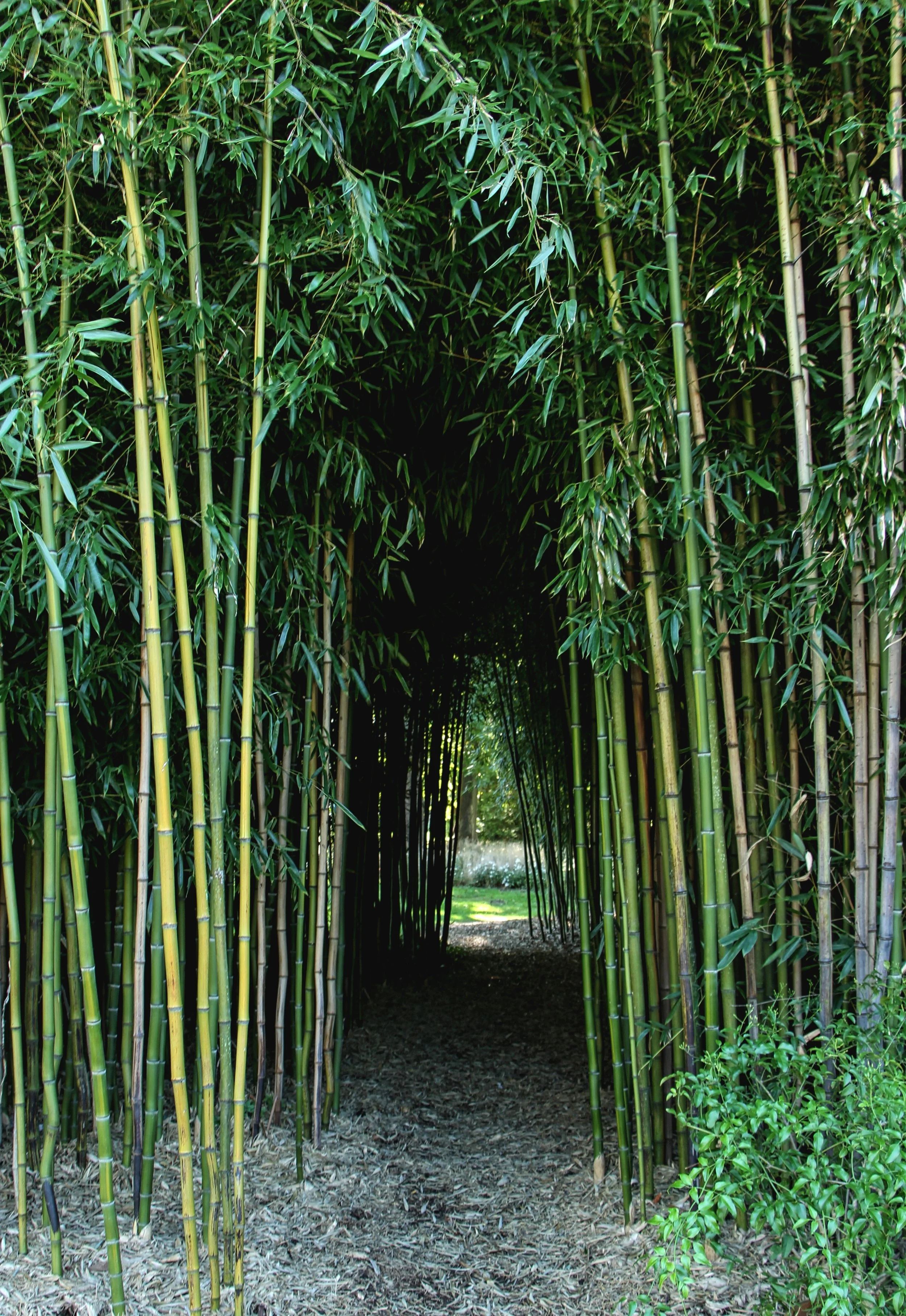 Bamboo Grove