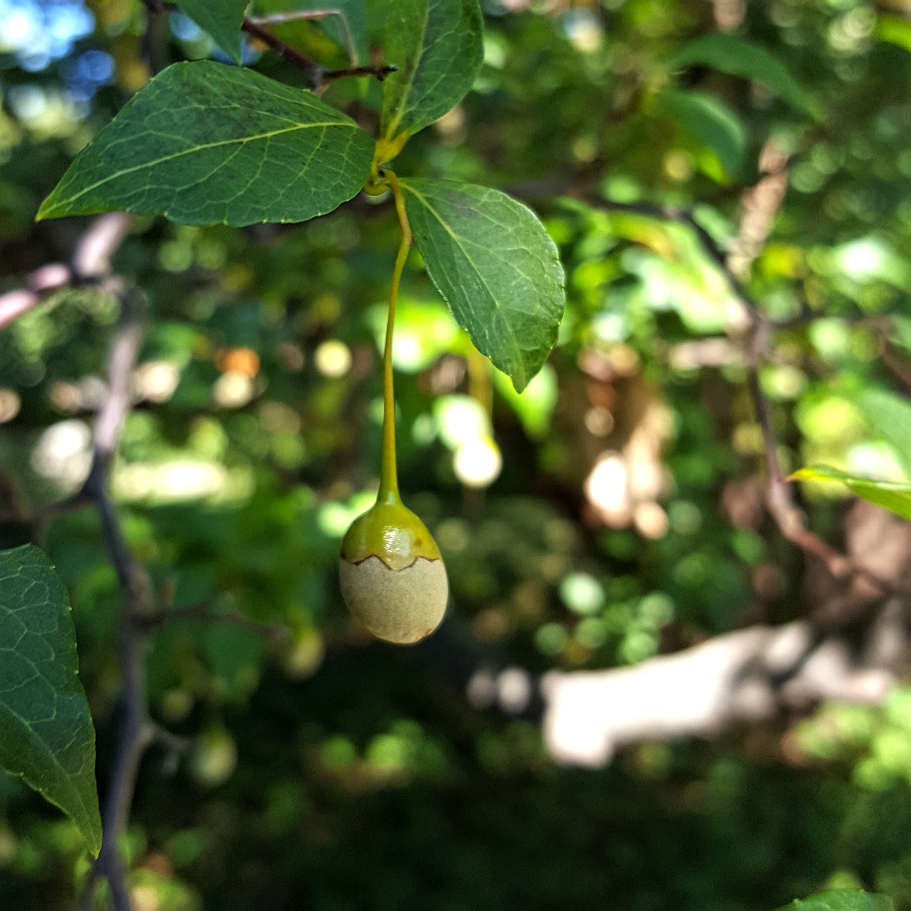 Japanese Snowbell