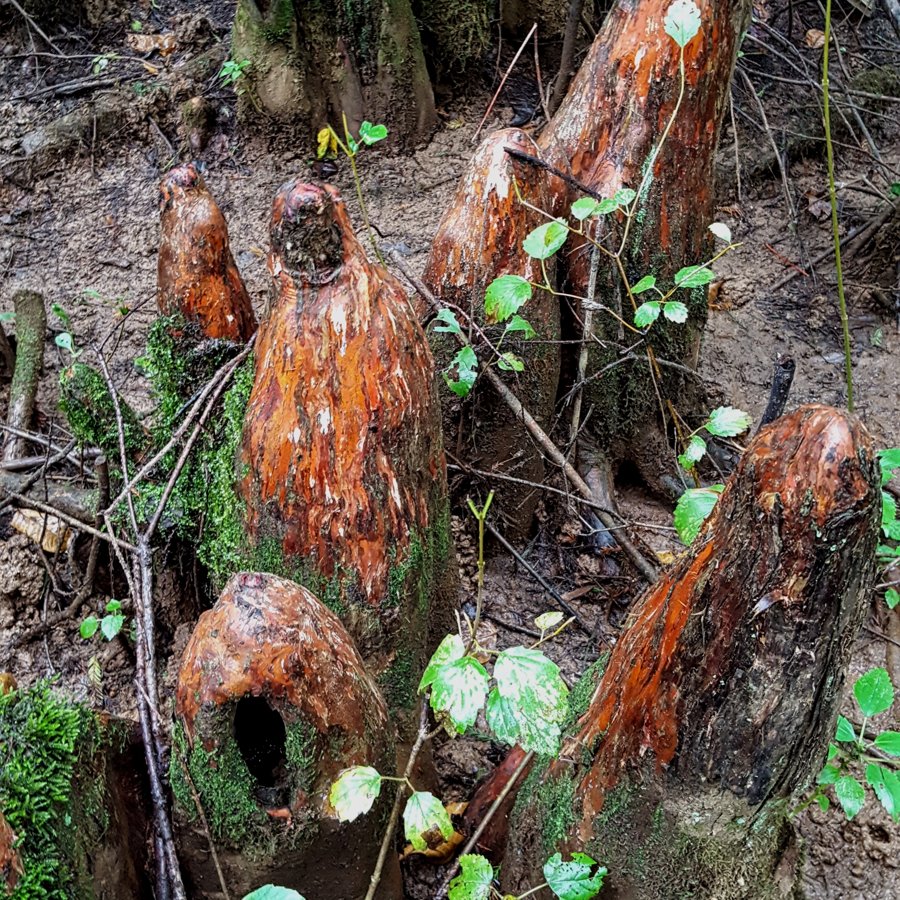 Bald Cypress Knees