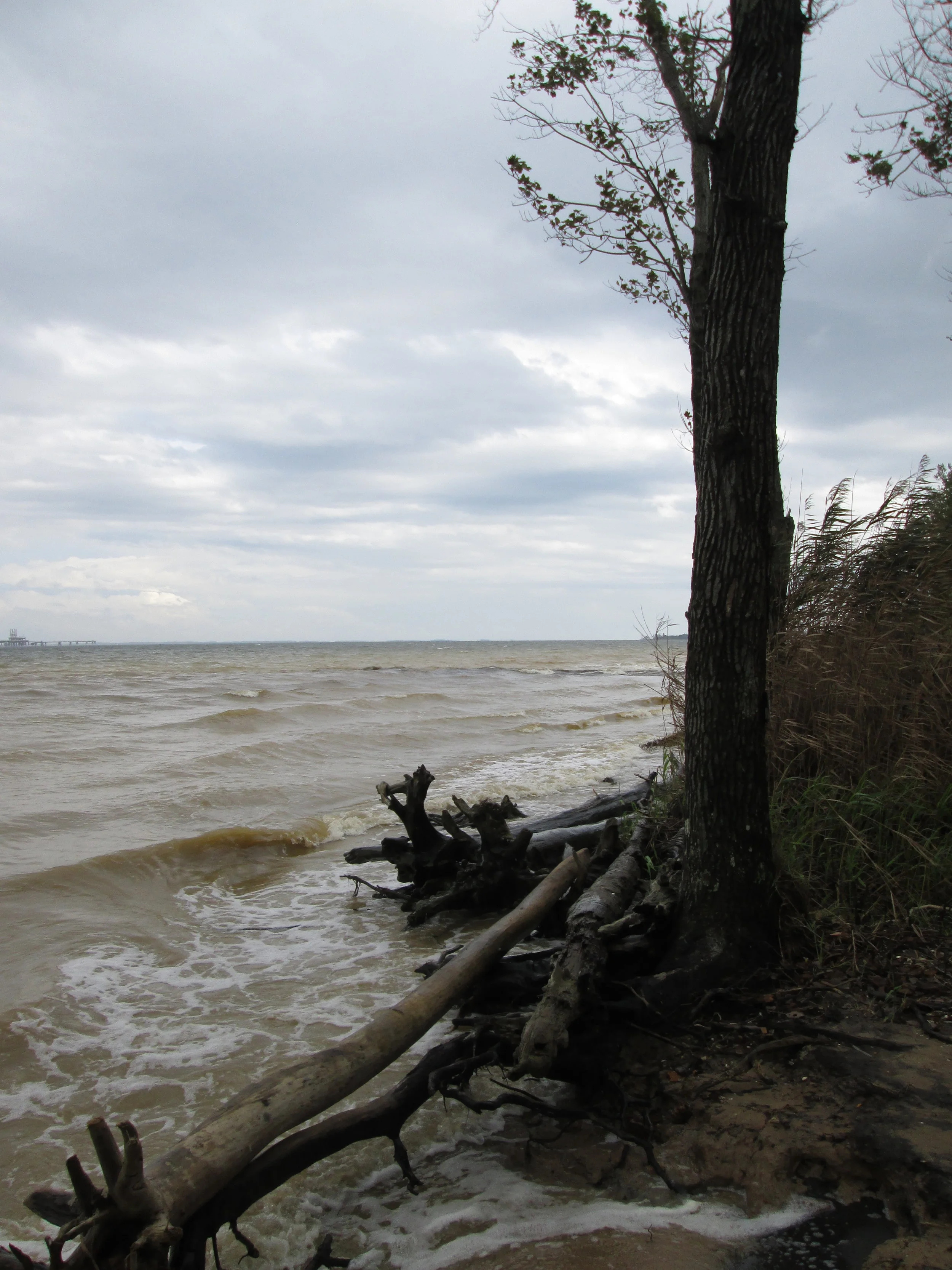 High Tide, Calvert Cliffs