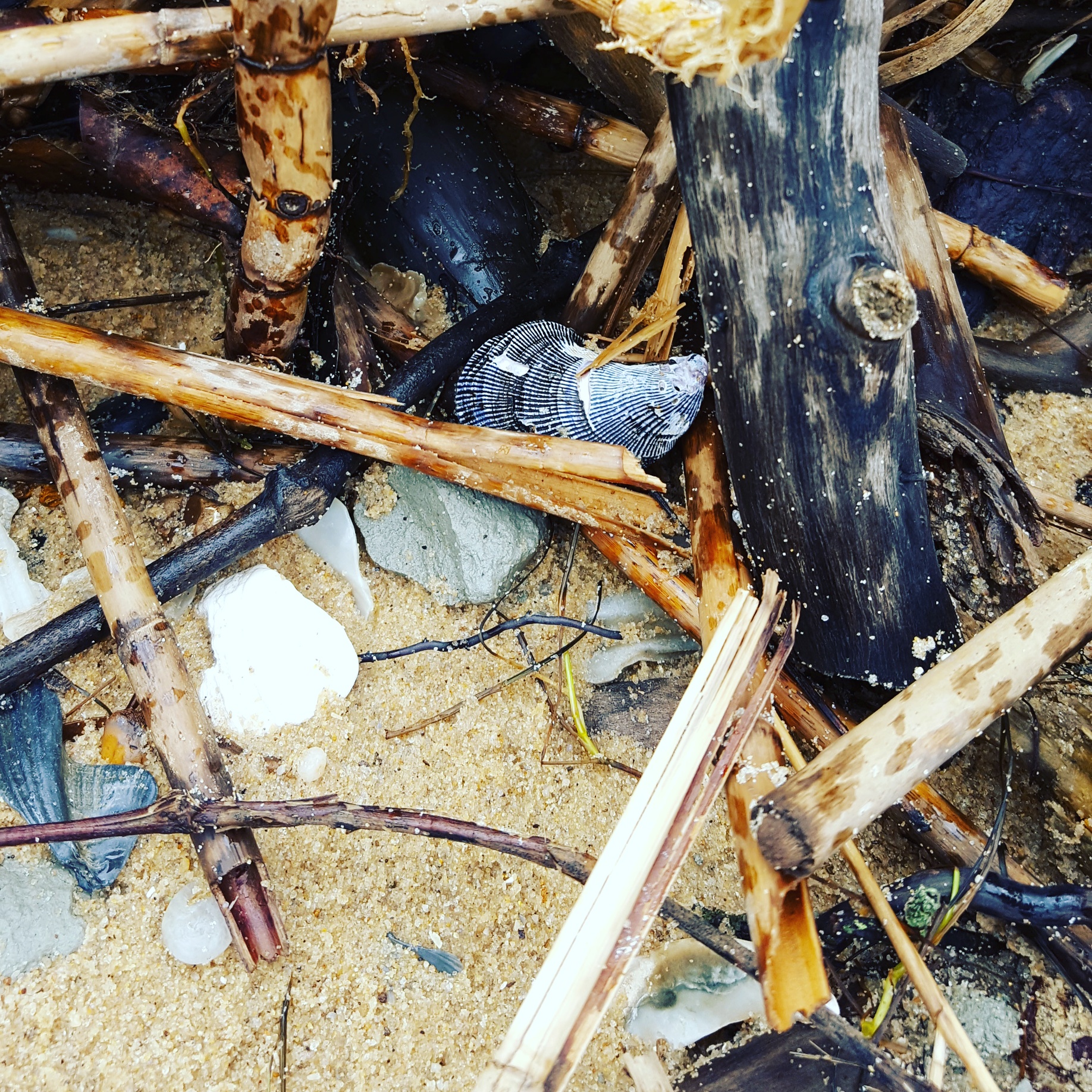 Calvert Cliffs Flotsam & Jetsam
