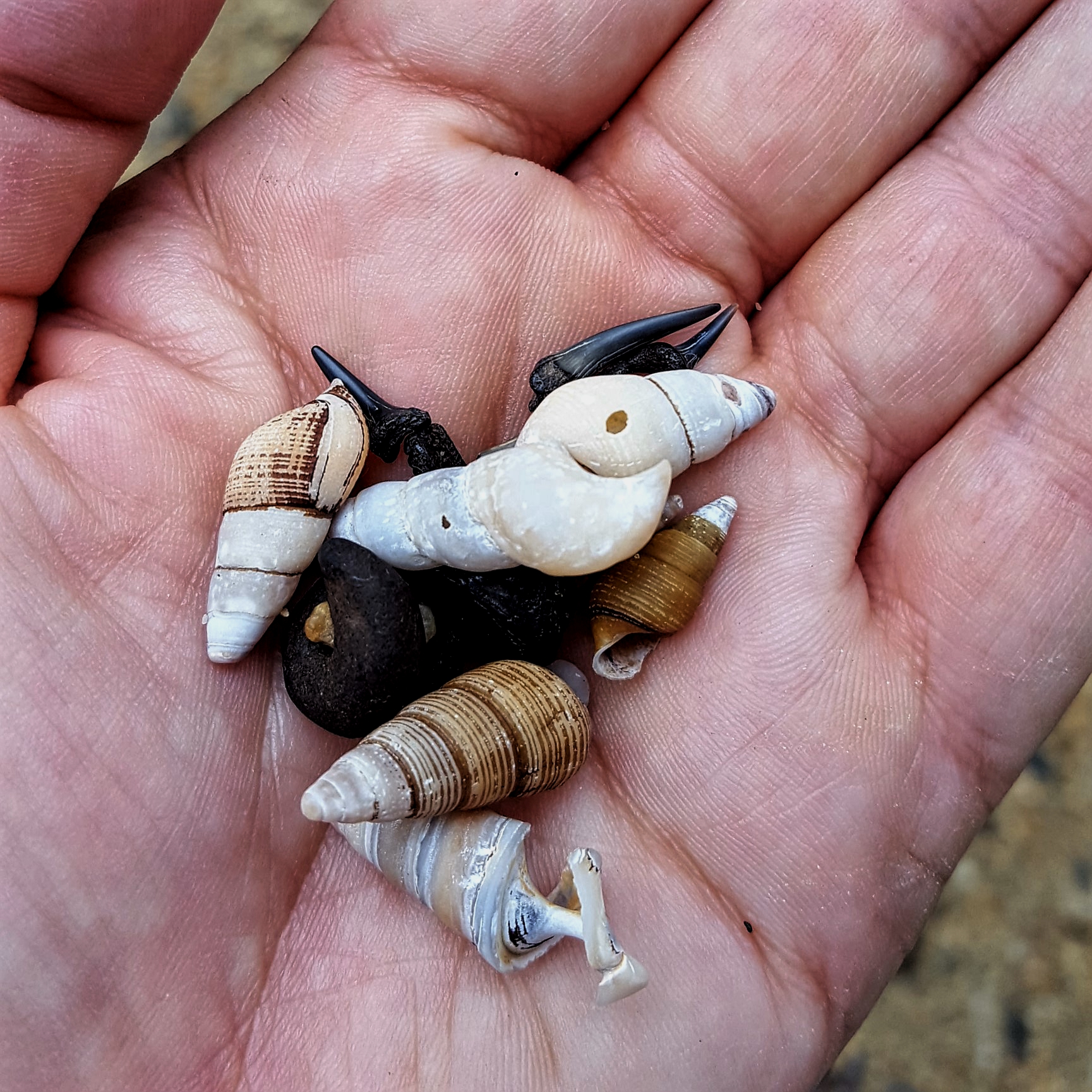 Shark's Teeth, Shells & Fossils