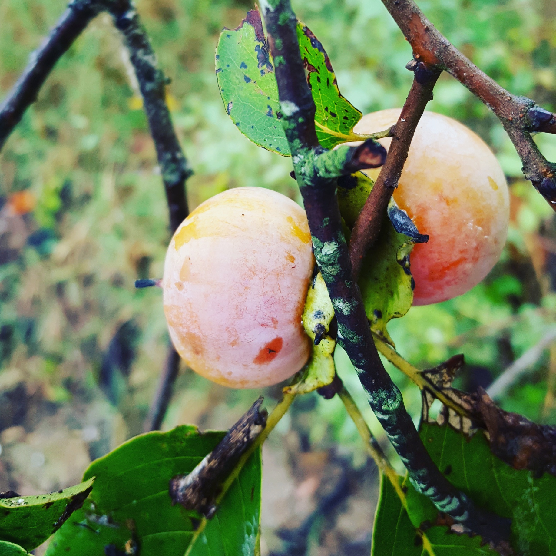 Wild Persimmons