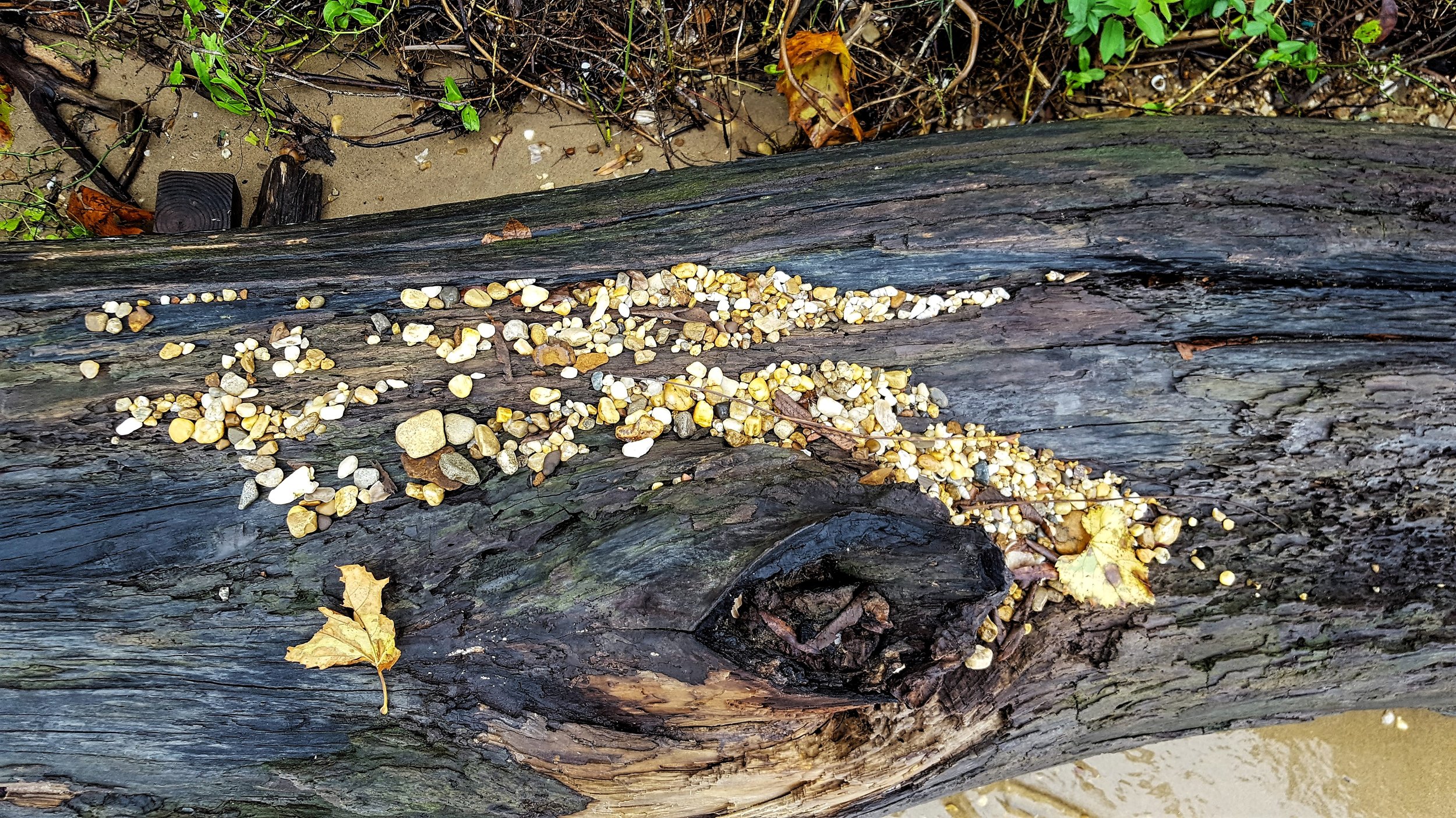 Potomac Flotsam