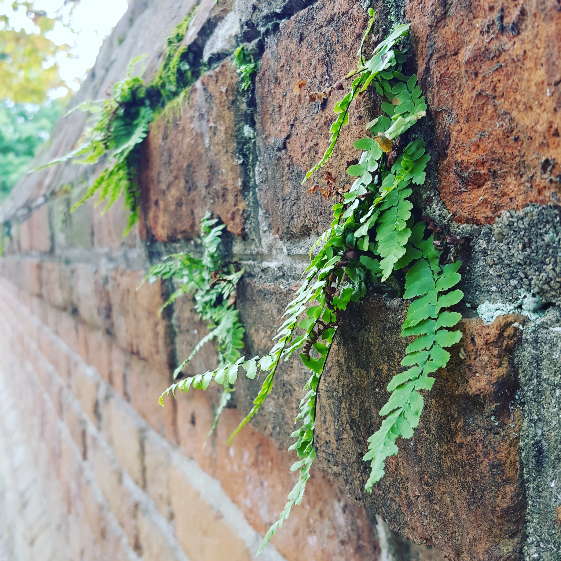 Church Wall