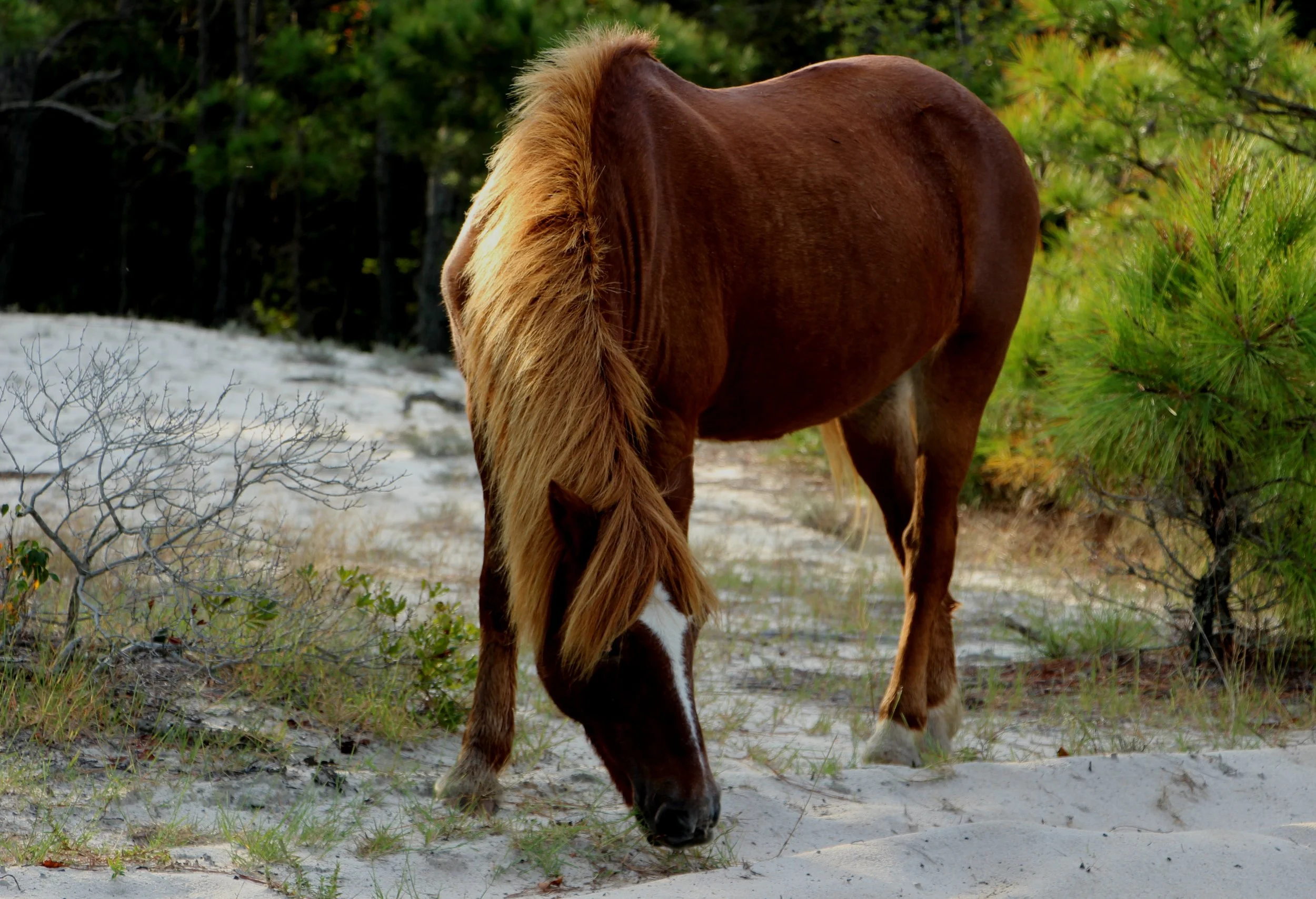 Wild Pony, Assateague Island National Seashore