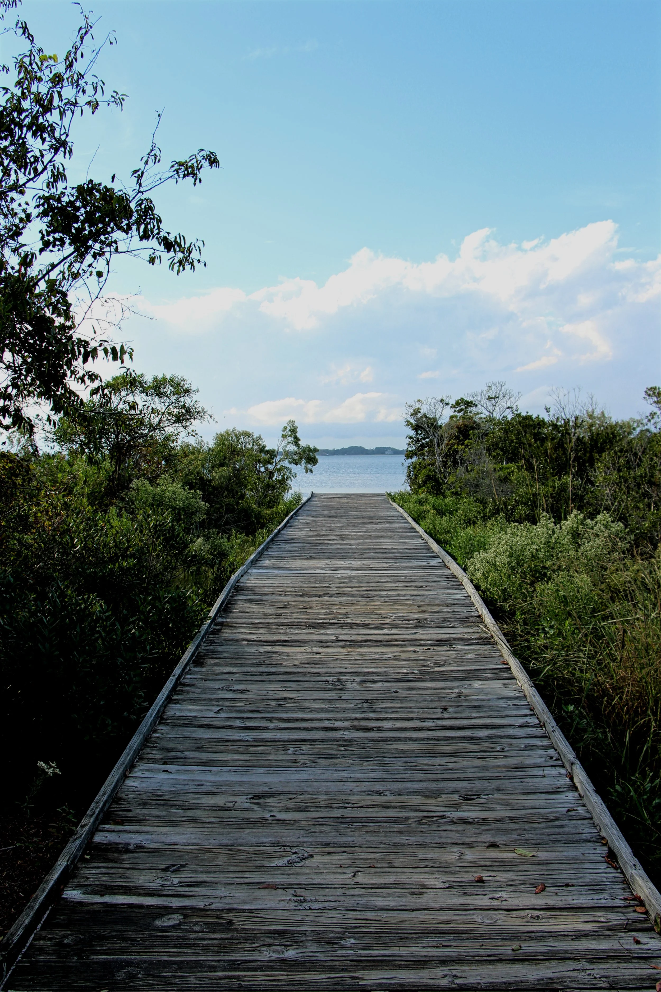 Life of the Marsh Trail