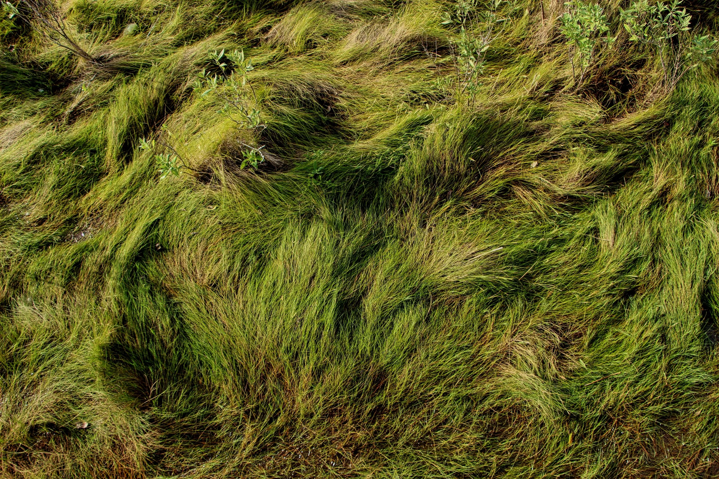 Life of the Marsh Trail