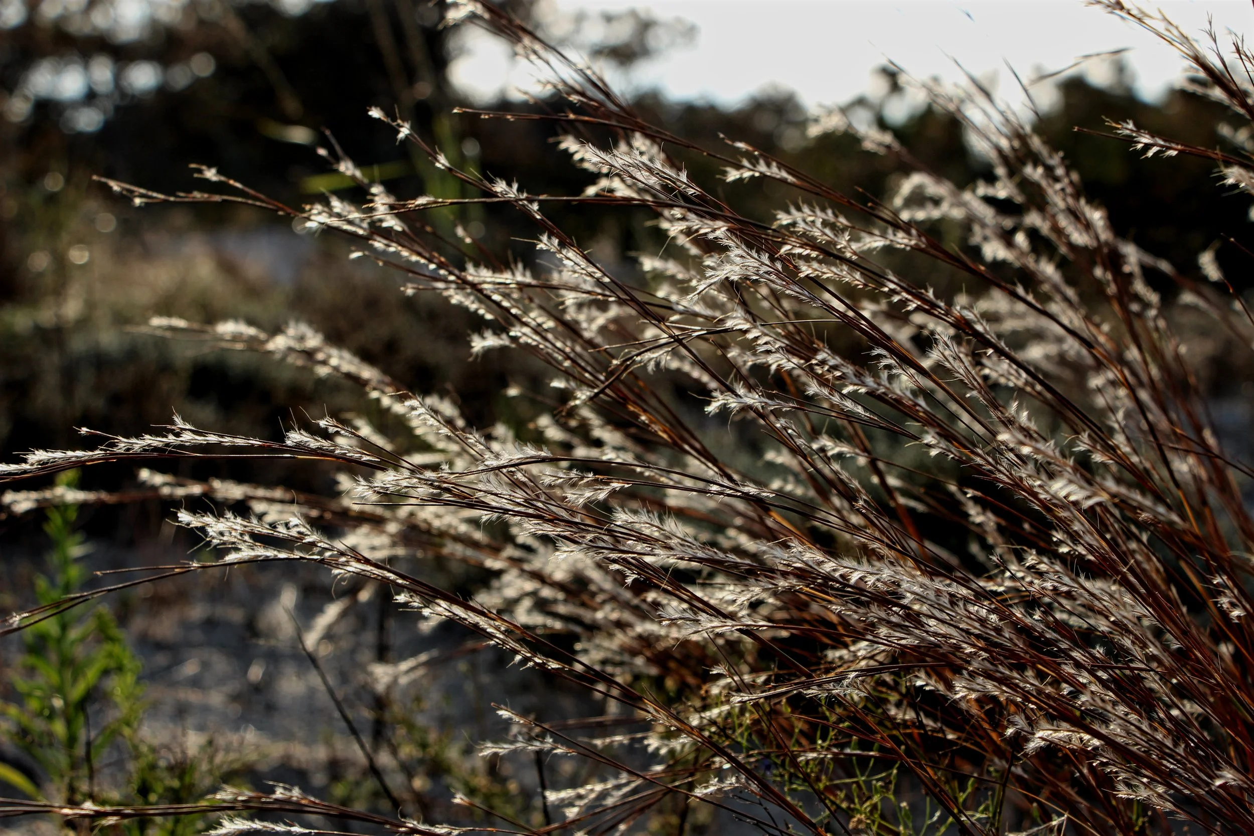 Life of the Dunes Trail
