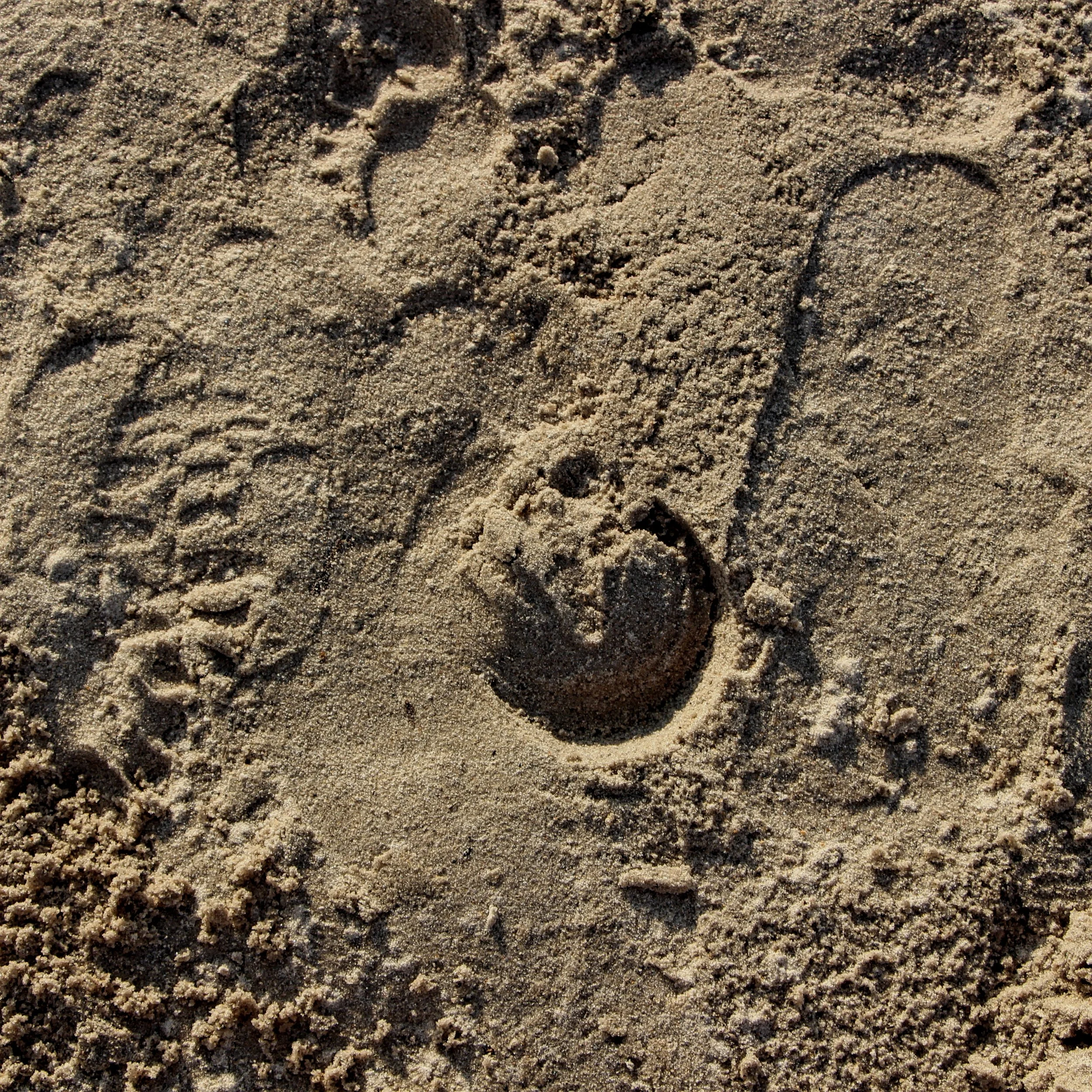 Hoofprint