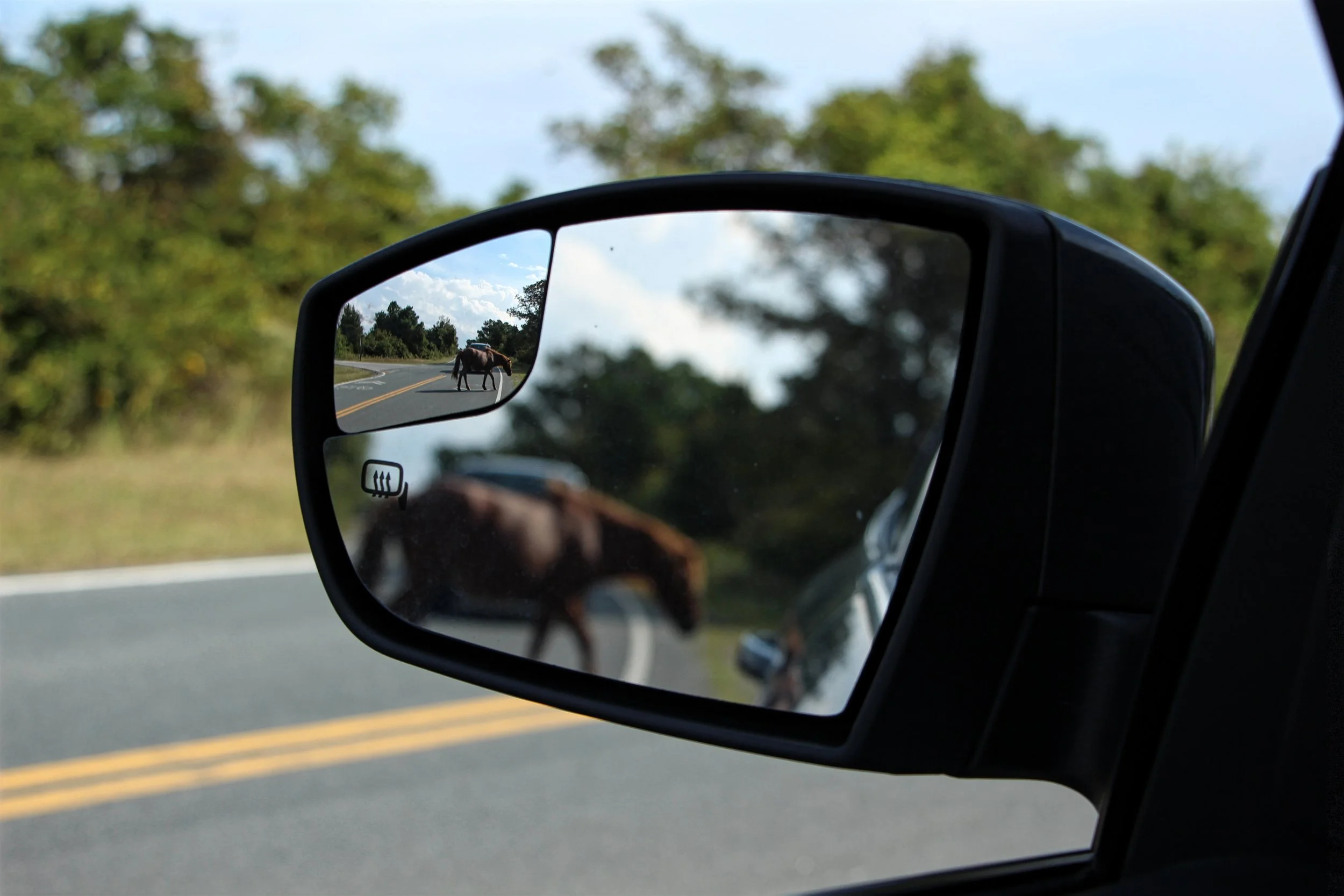 Wild Ponies in the Road