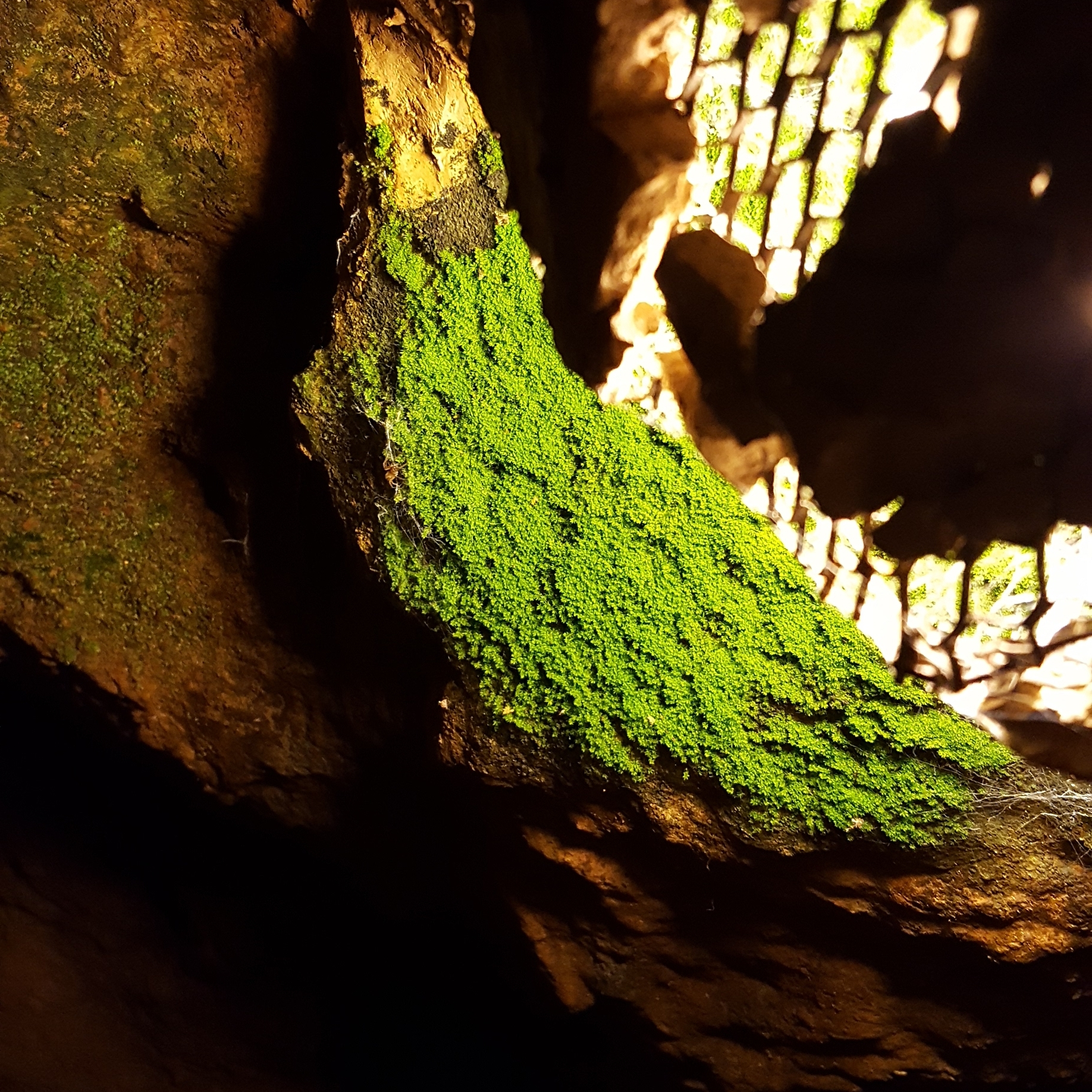 Moss Grows Near the Lights - Warmth!