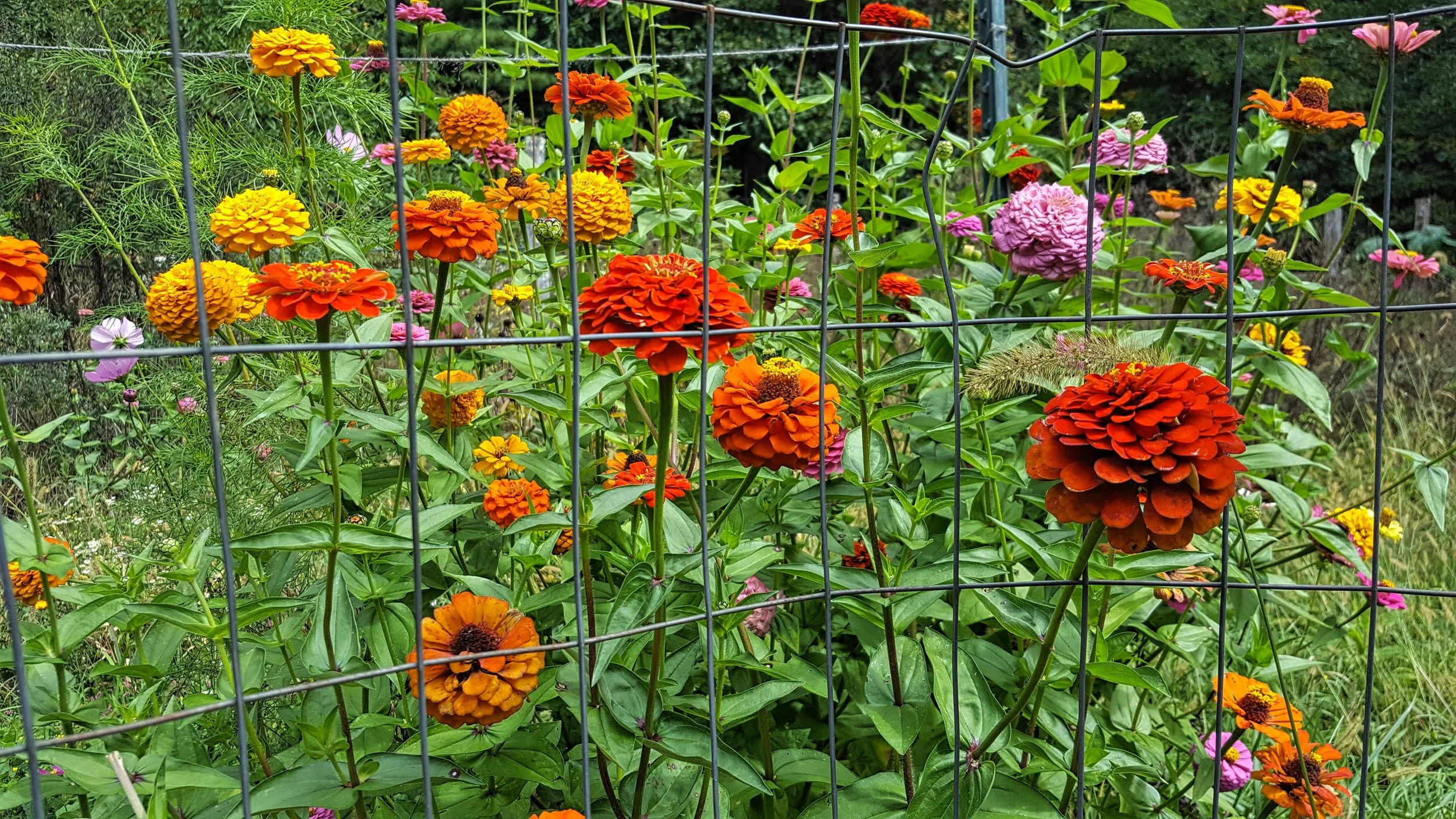 Mountain Garden