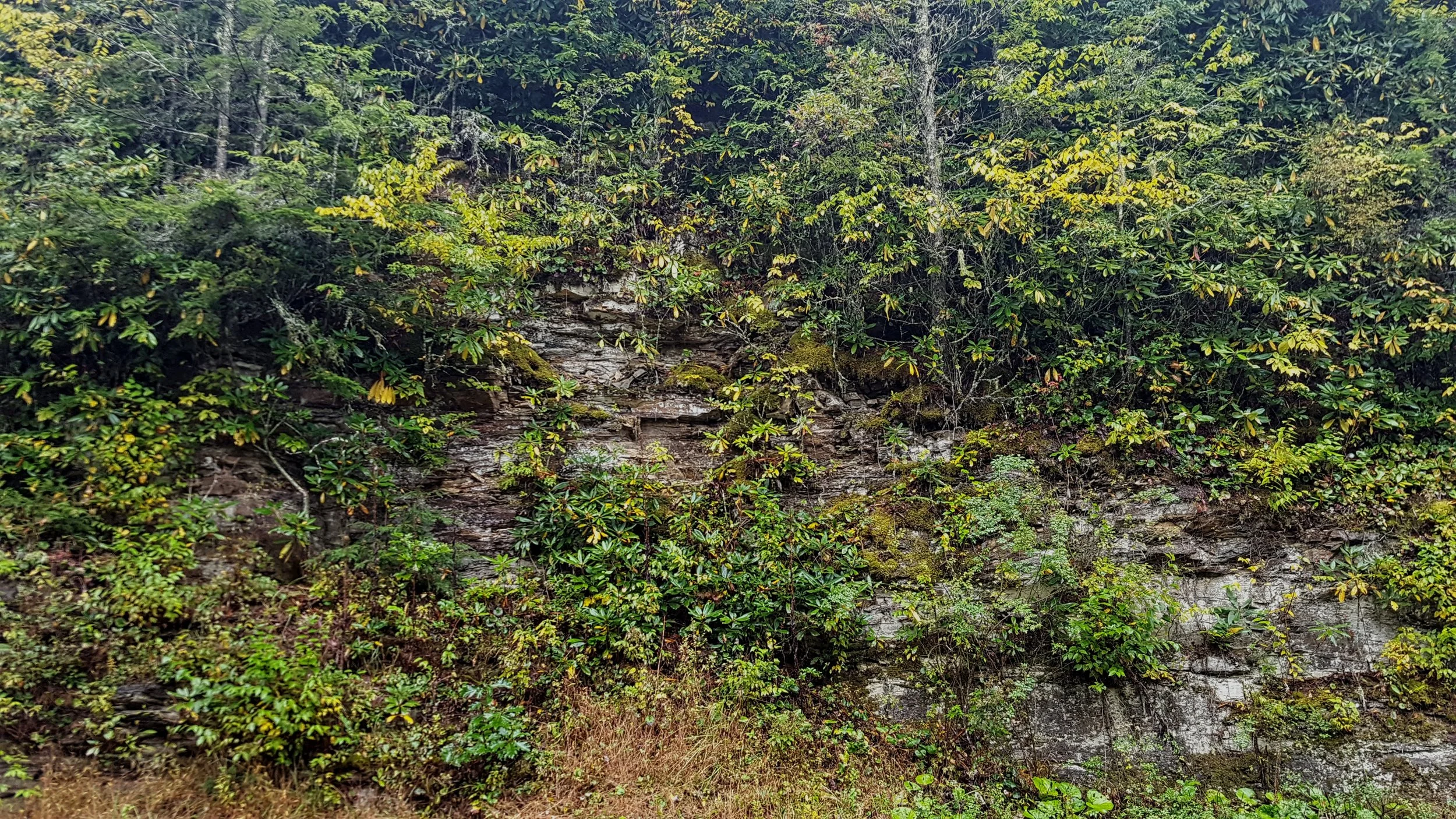Side of the Road in North Carolina