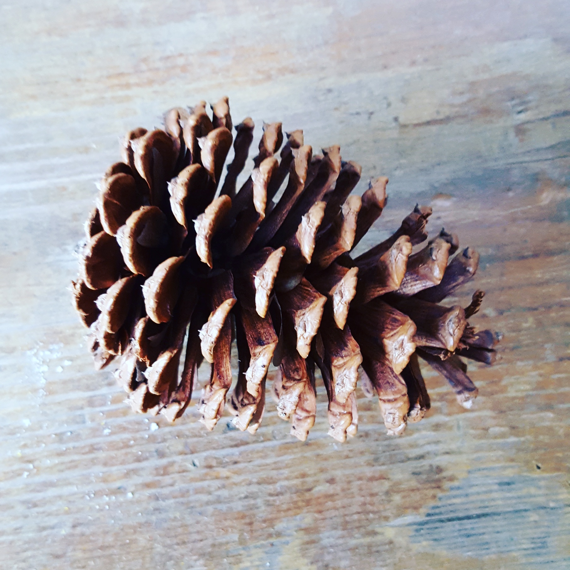 Cordele Pine Cone
