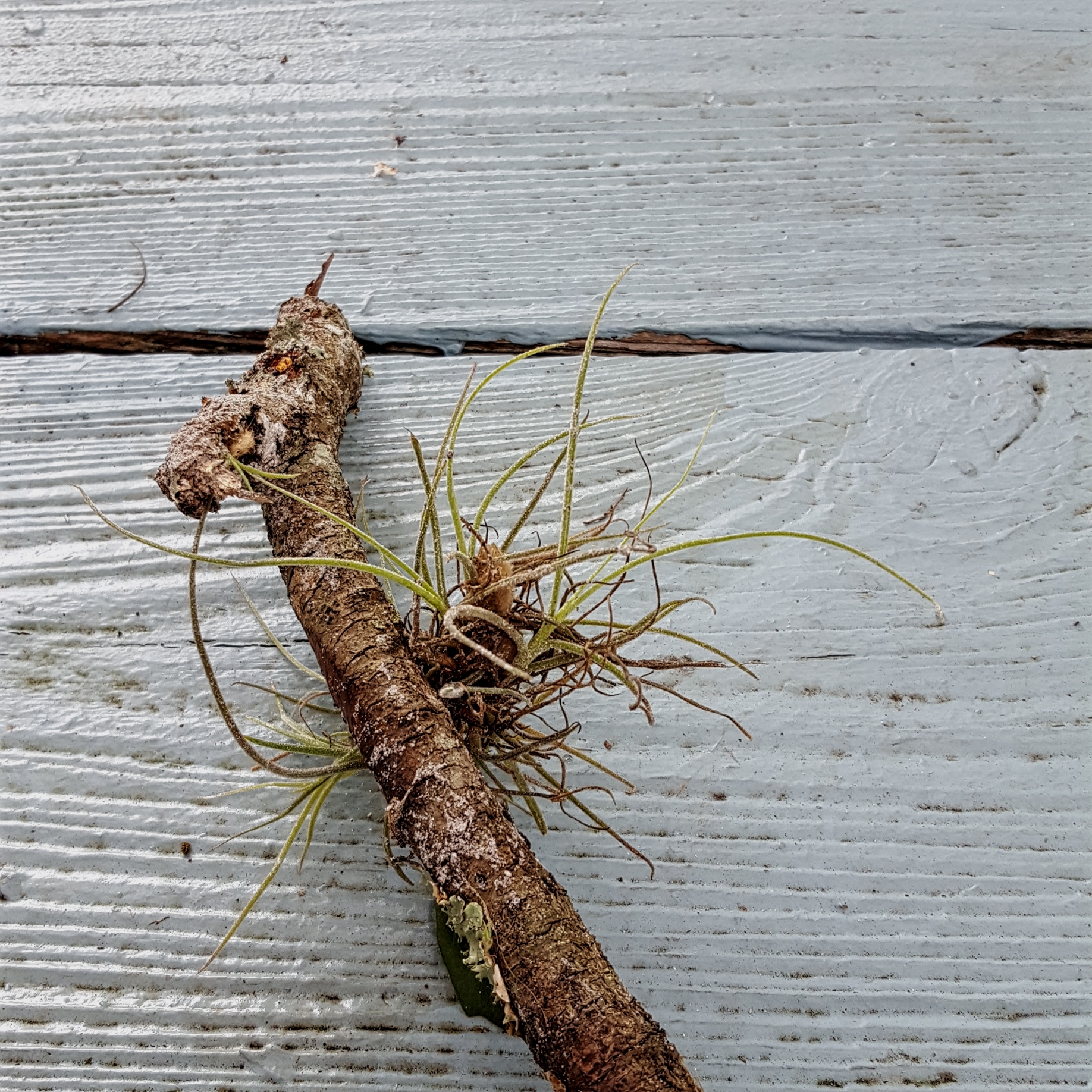 Wildwood Air Plants