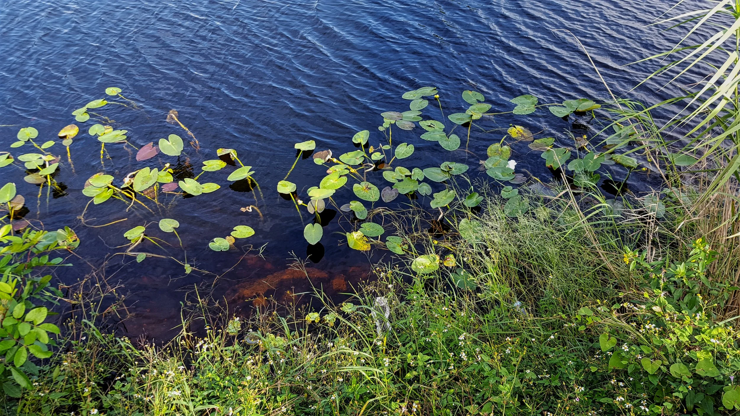 Florida Everglades