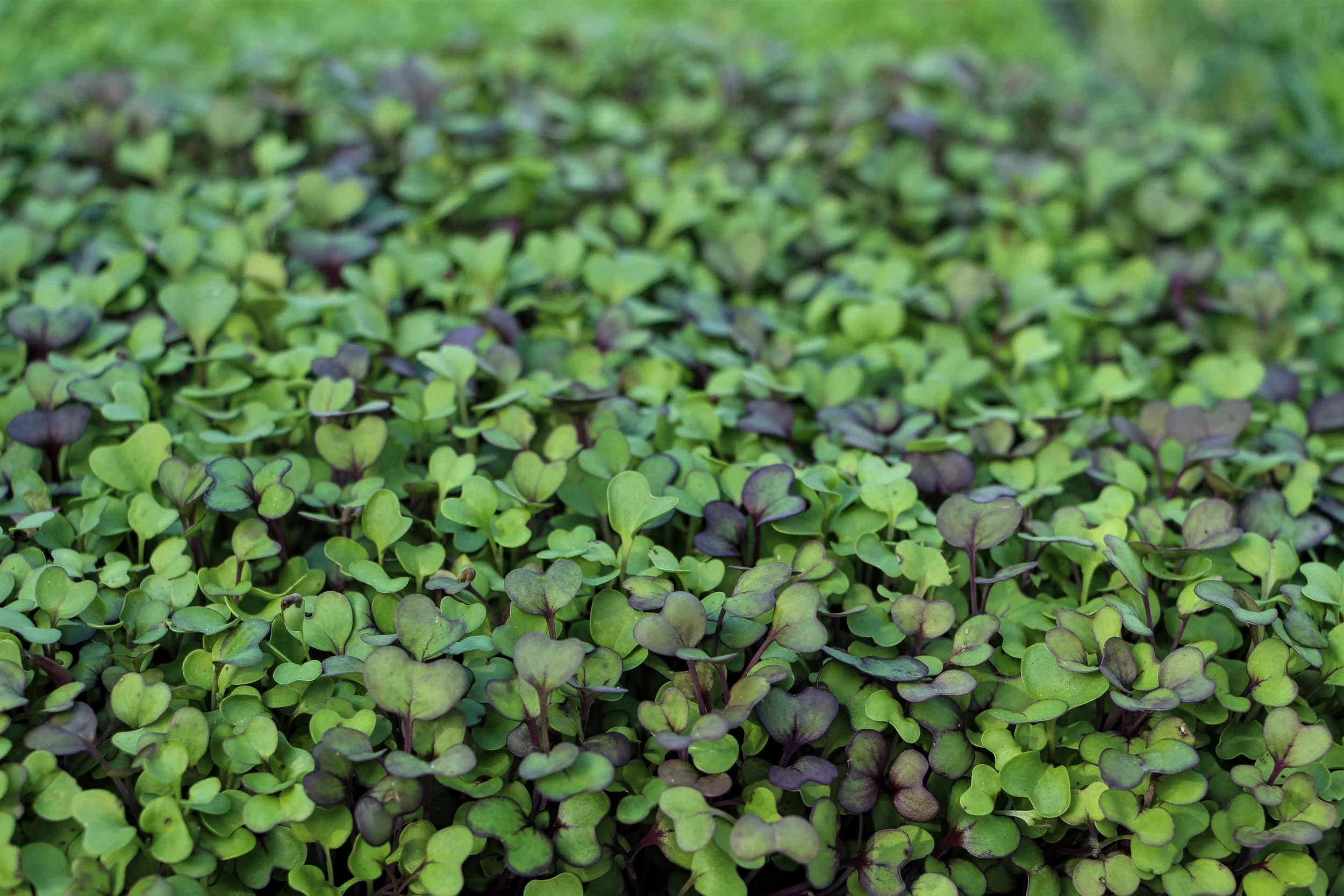 Microgreens