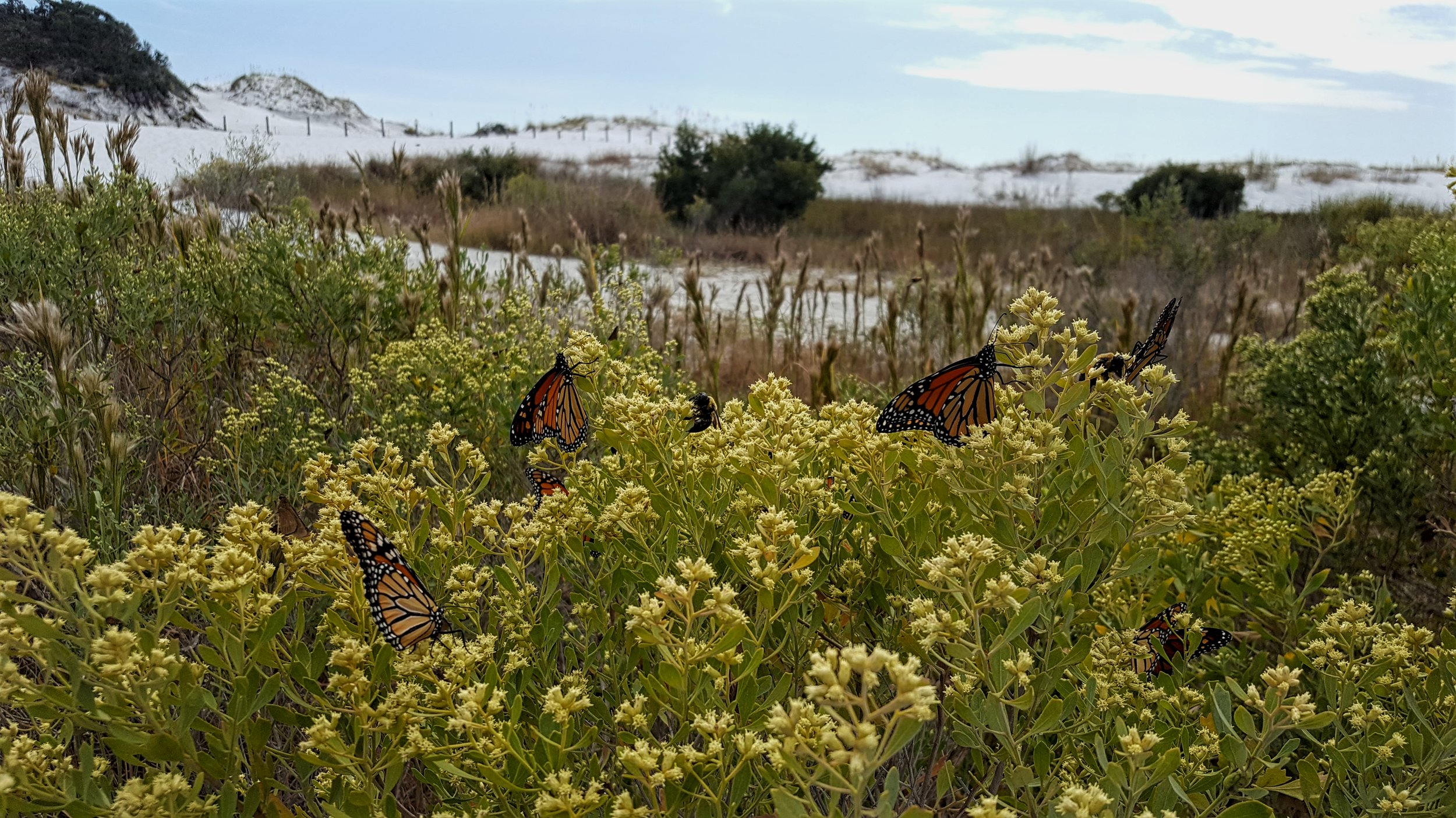 Okaloosa Island Monarchs