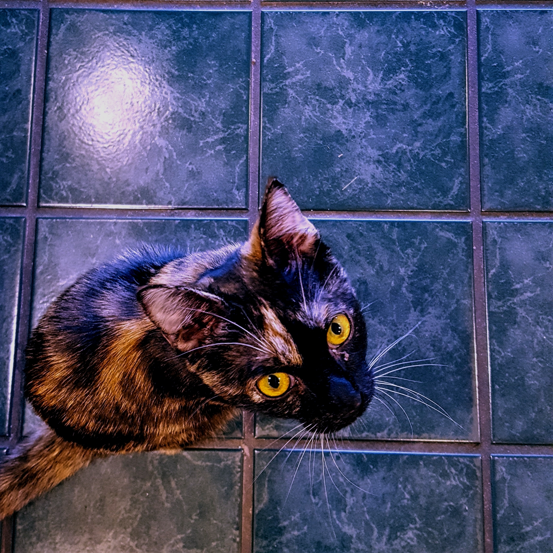 Tiny Cat