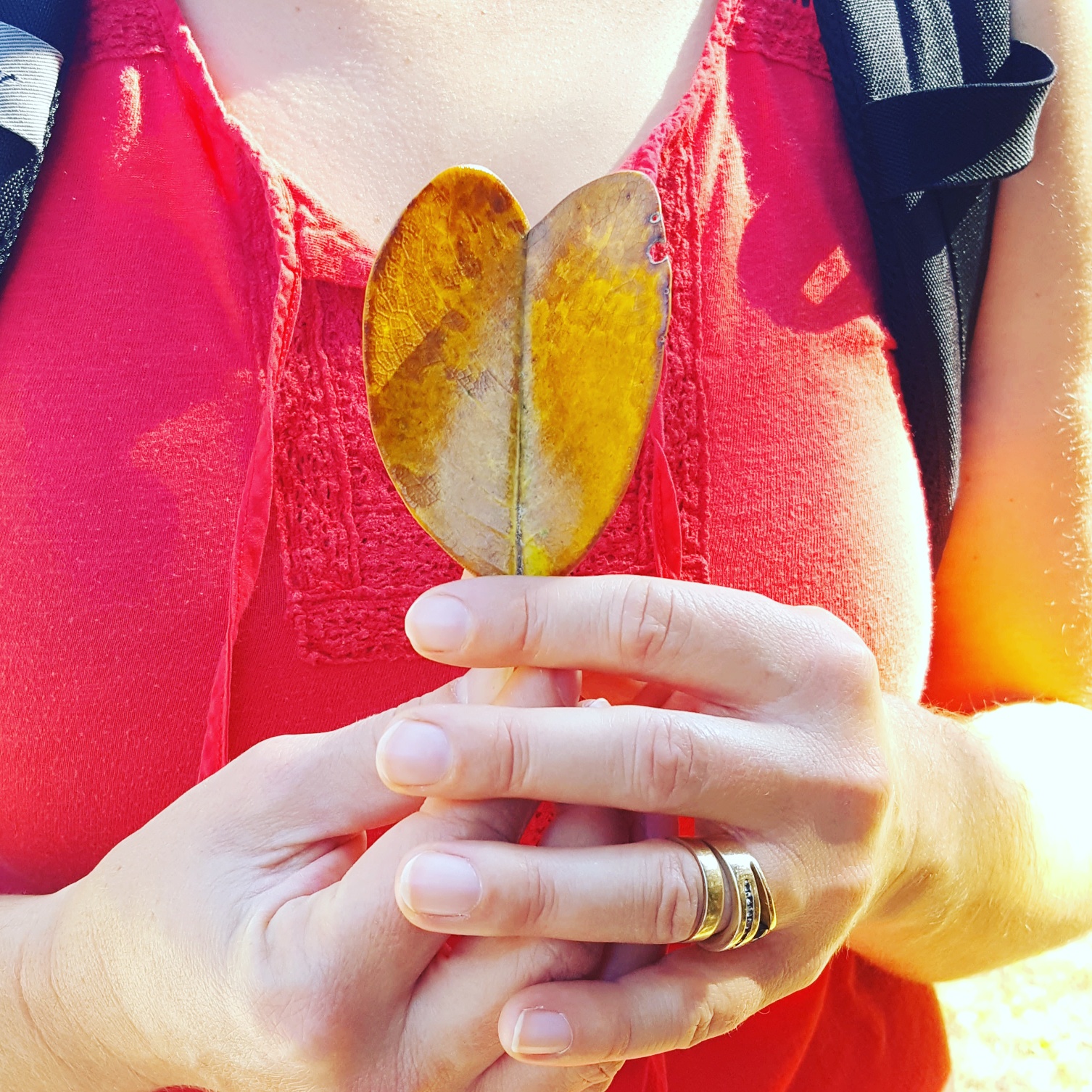 Sweet Magnolia Leaf