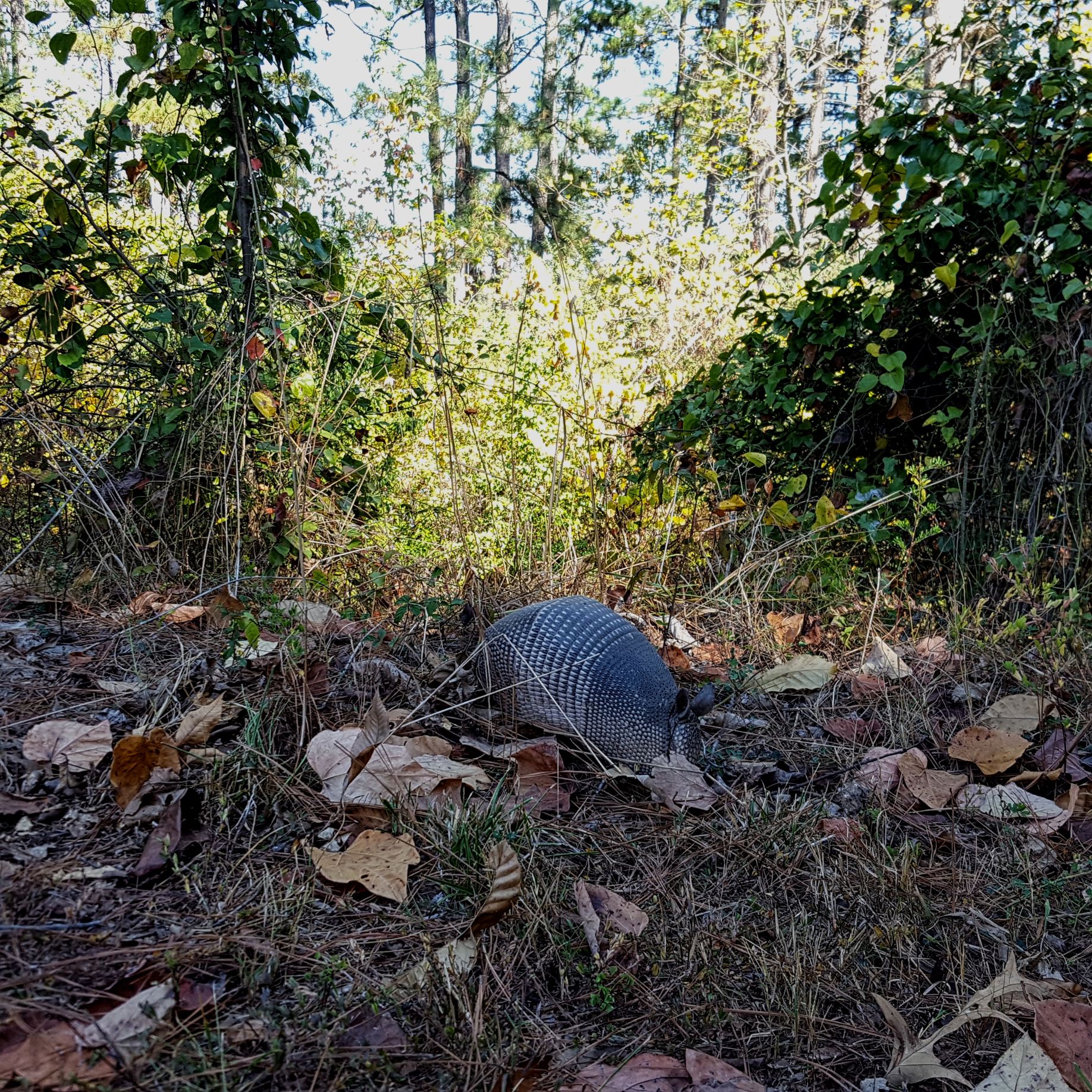Armadillo!