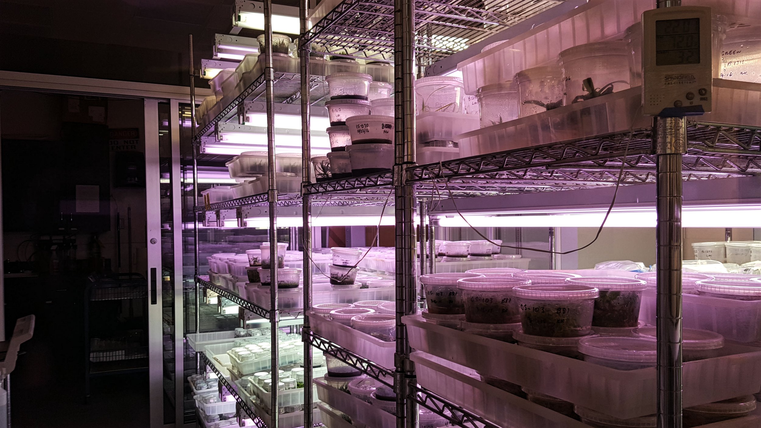 Orchid Nursery
