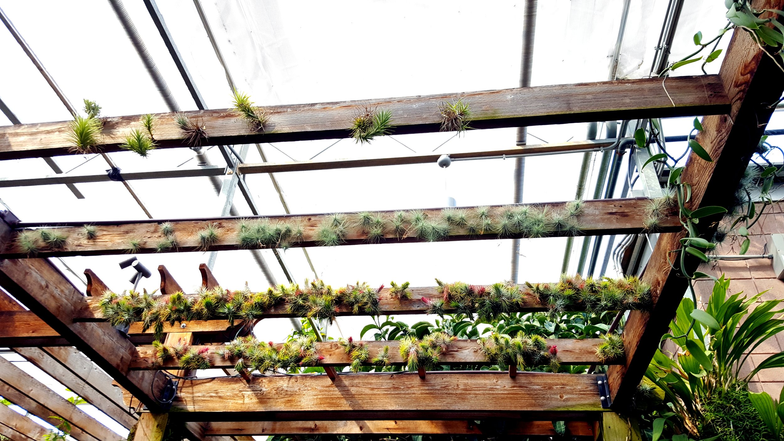 Air Plants